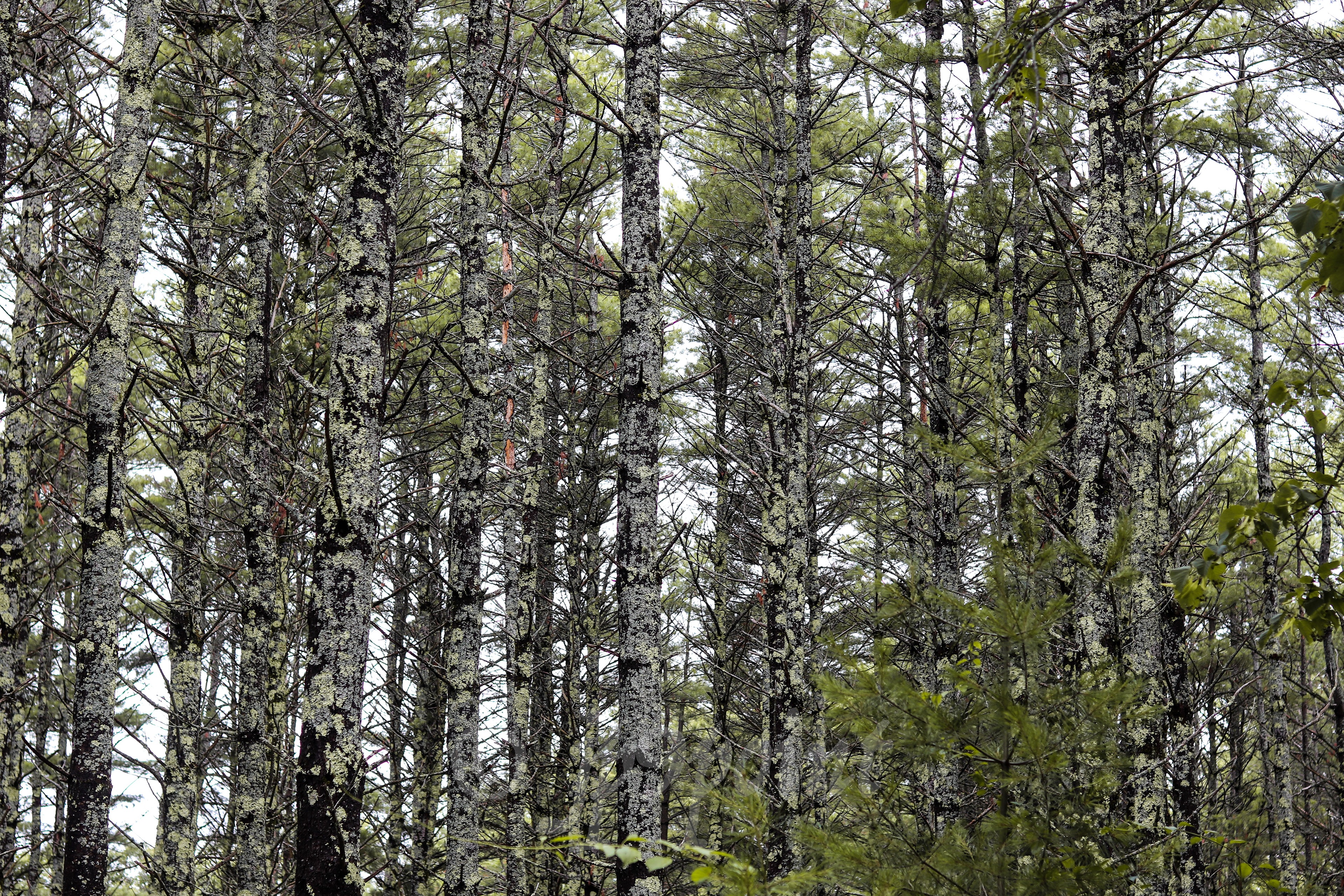 New Hampshire's dense forest.