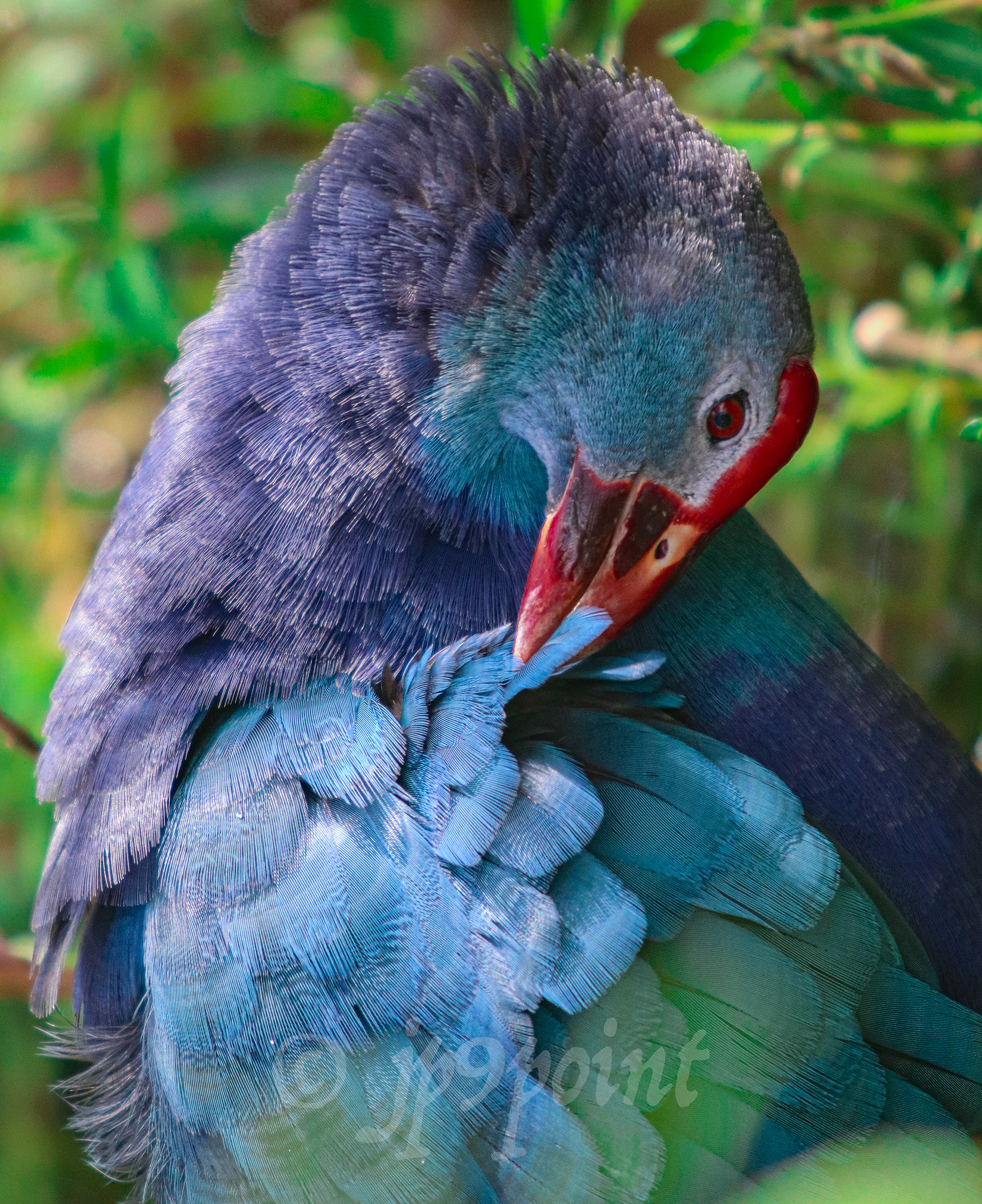 Grey-Headed Swamphen cleaning its feathers at Wakodahatchee Wetlands, Florida.