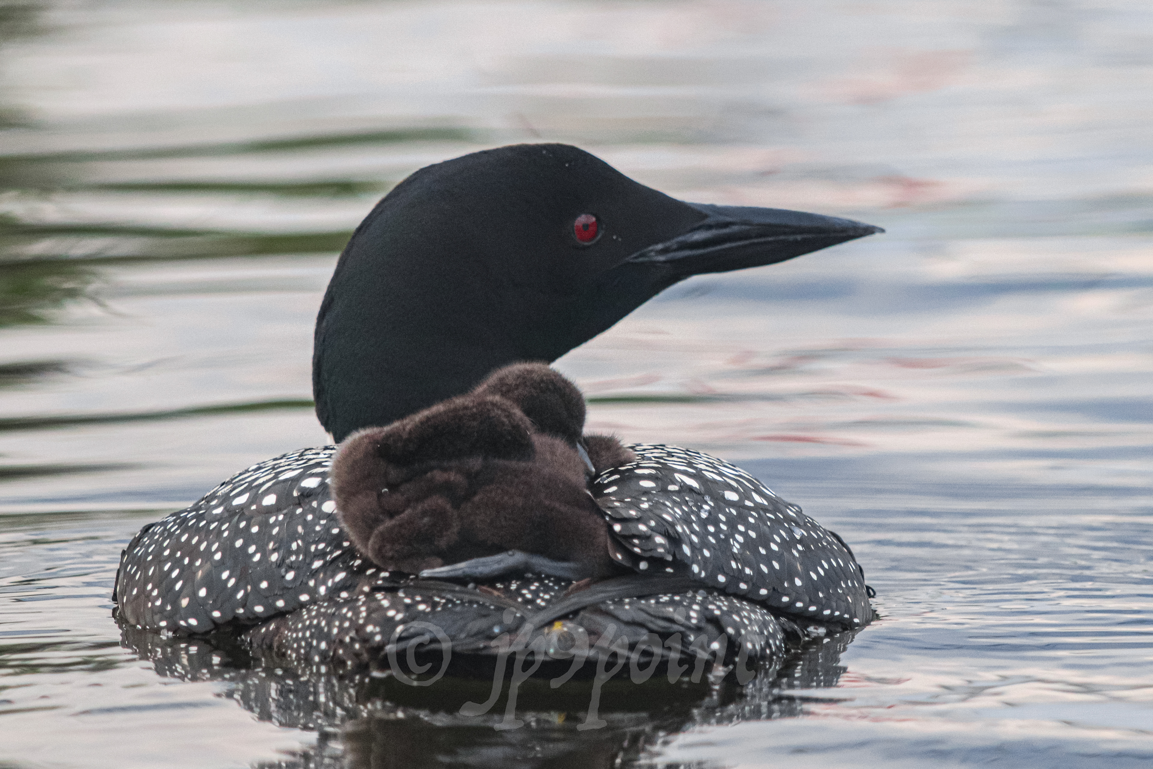 2 Baby loons taking a rest on their mother's back in Lake Winnipesaukee, New Hampshire.