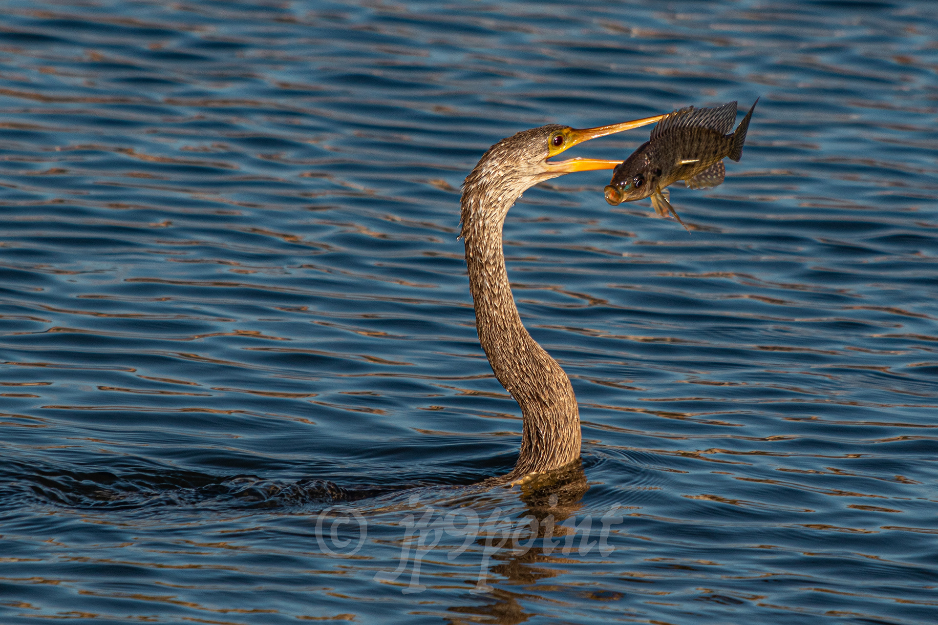 Anhinga comes up with a fish for lunch at Wakodahatchee Wetlands, Florida.
