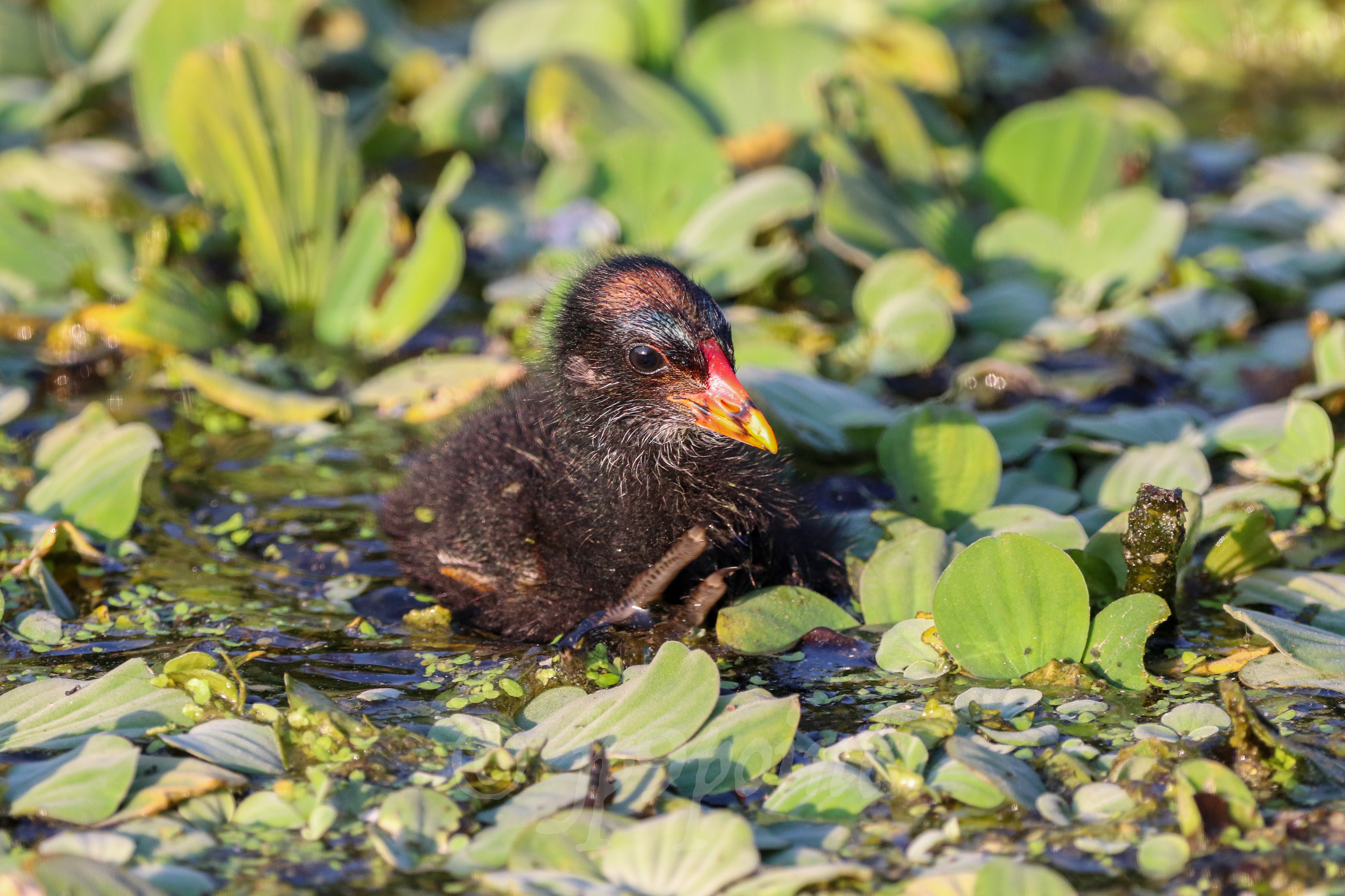 Baby Gallinule at the wetlands