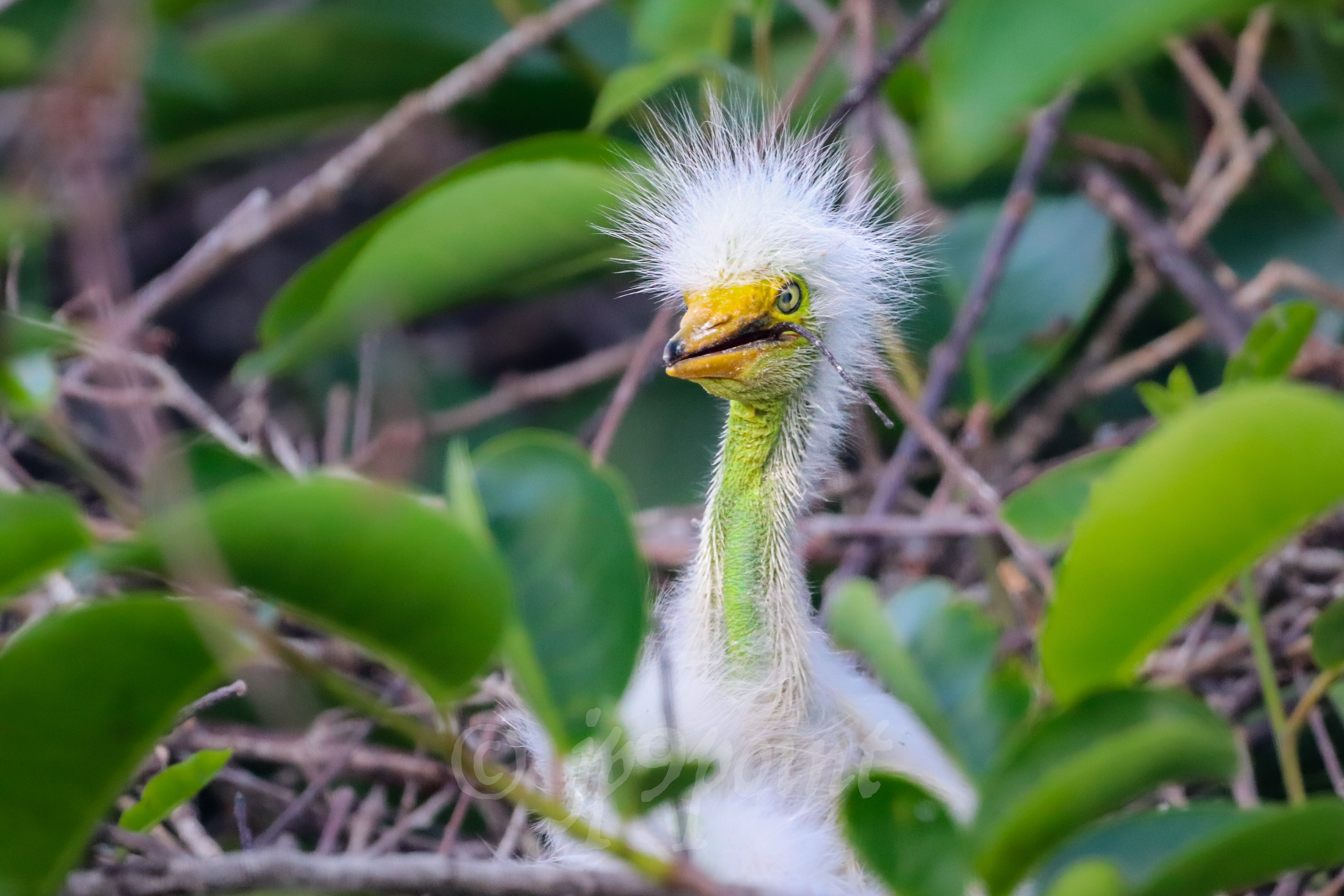 Baby Egret with a twig stuck in its mouth