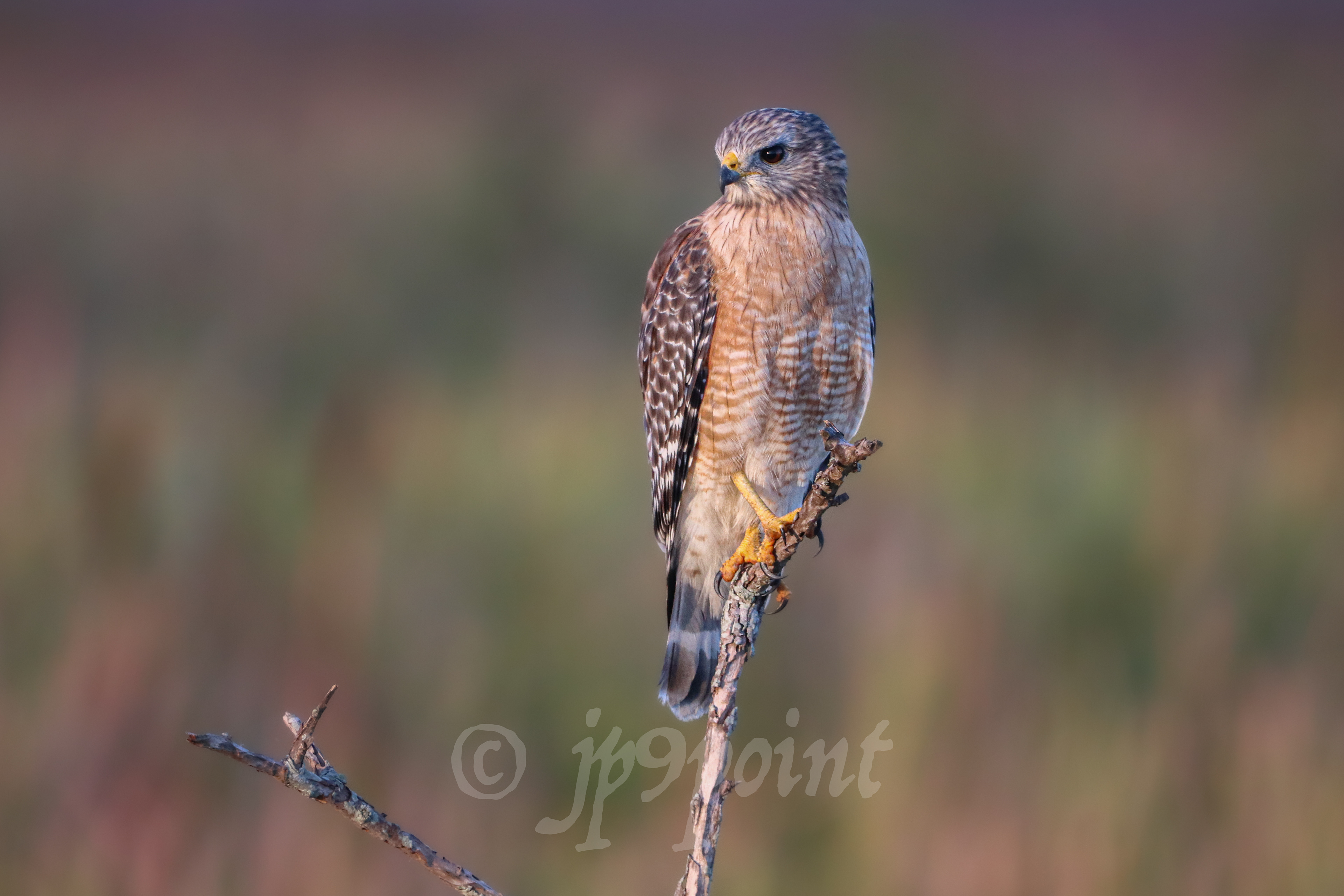 Hawk in the early morning pink light.