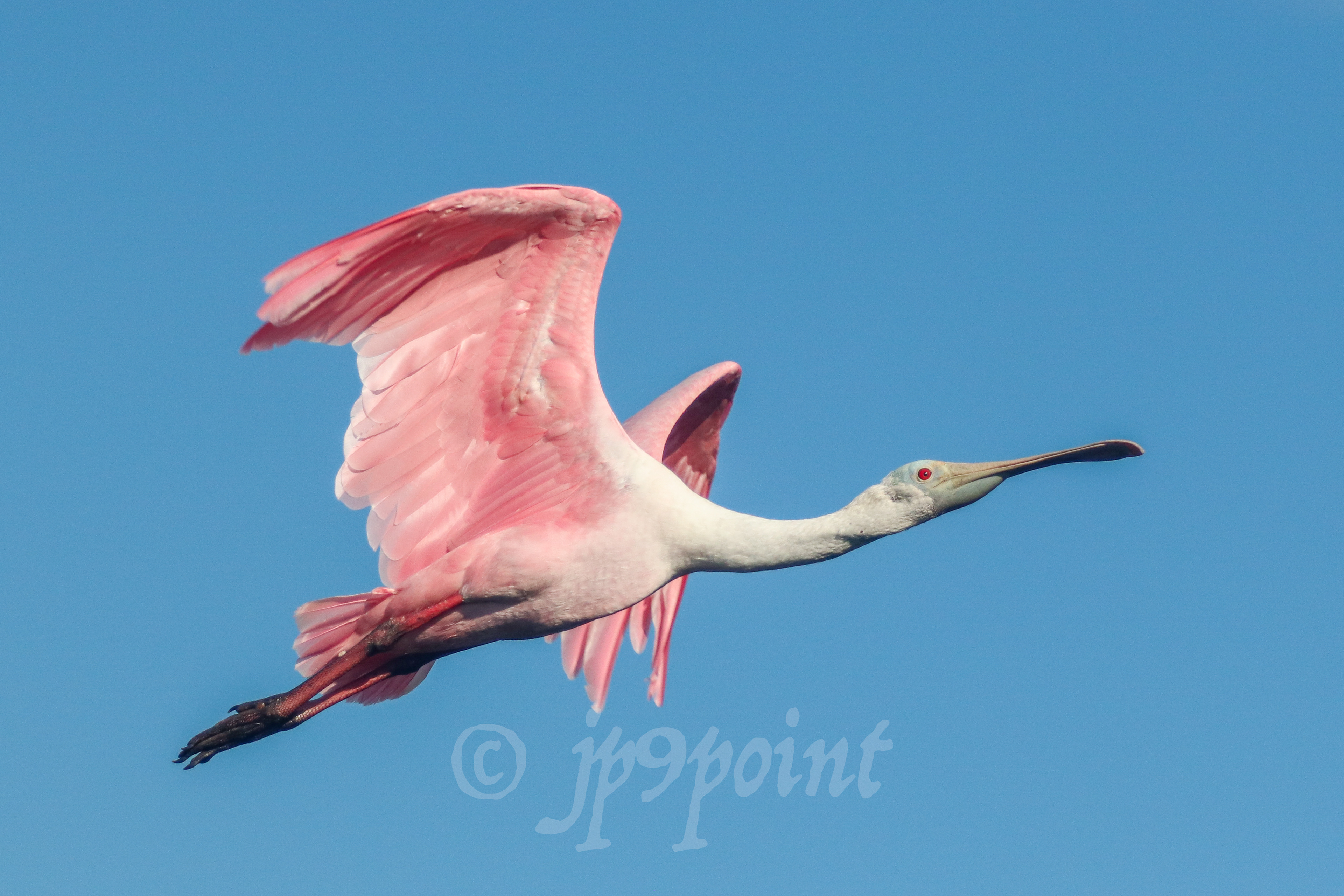 Spoonbill in flight over Sanibel Island, FL