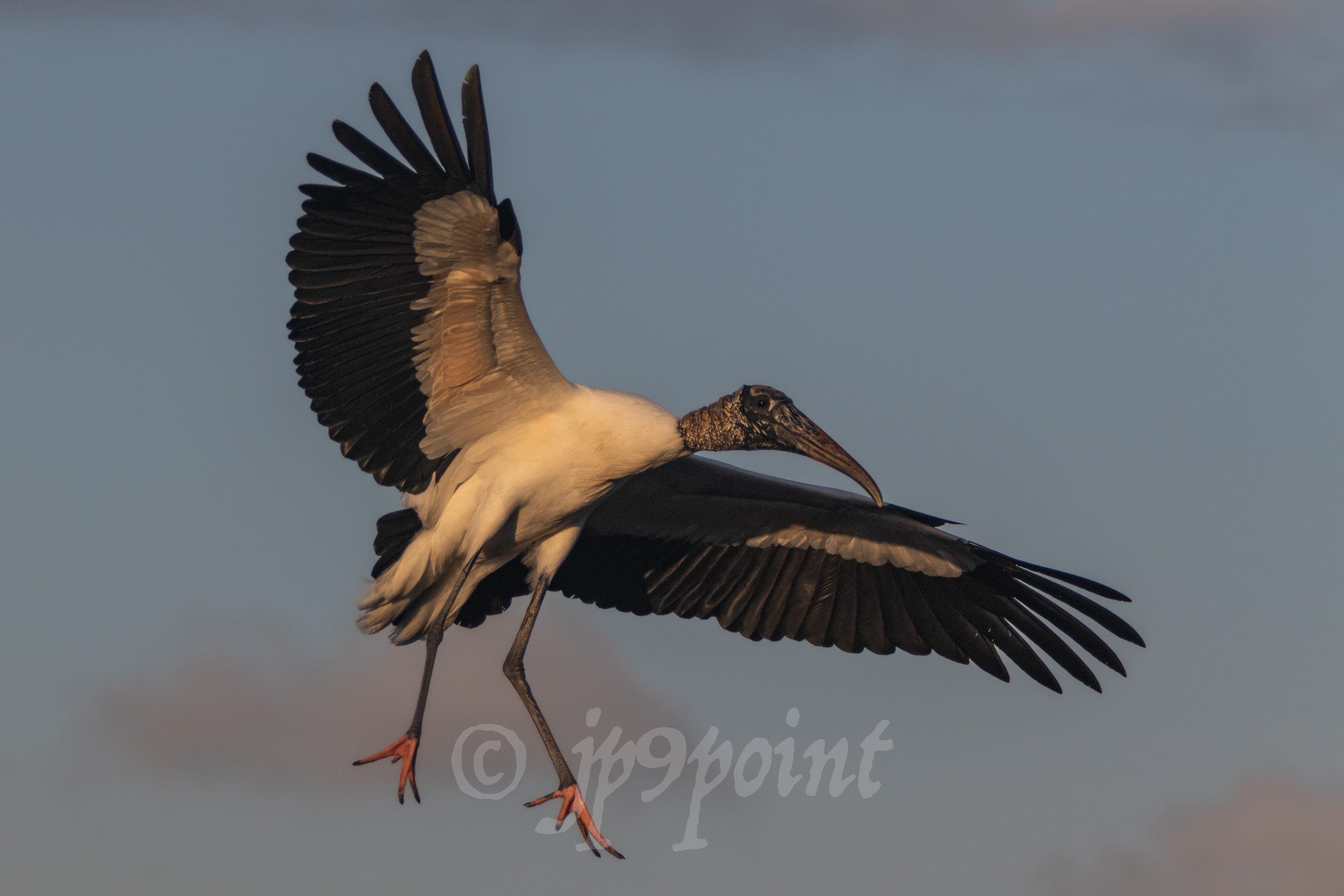 Wood Stork dancing in the sky at Wakodahatchee Wetlands, Florida.