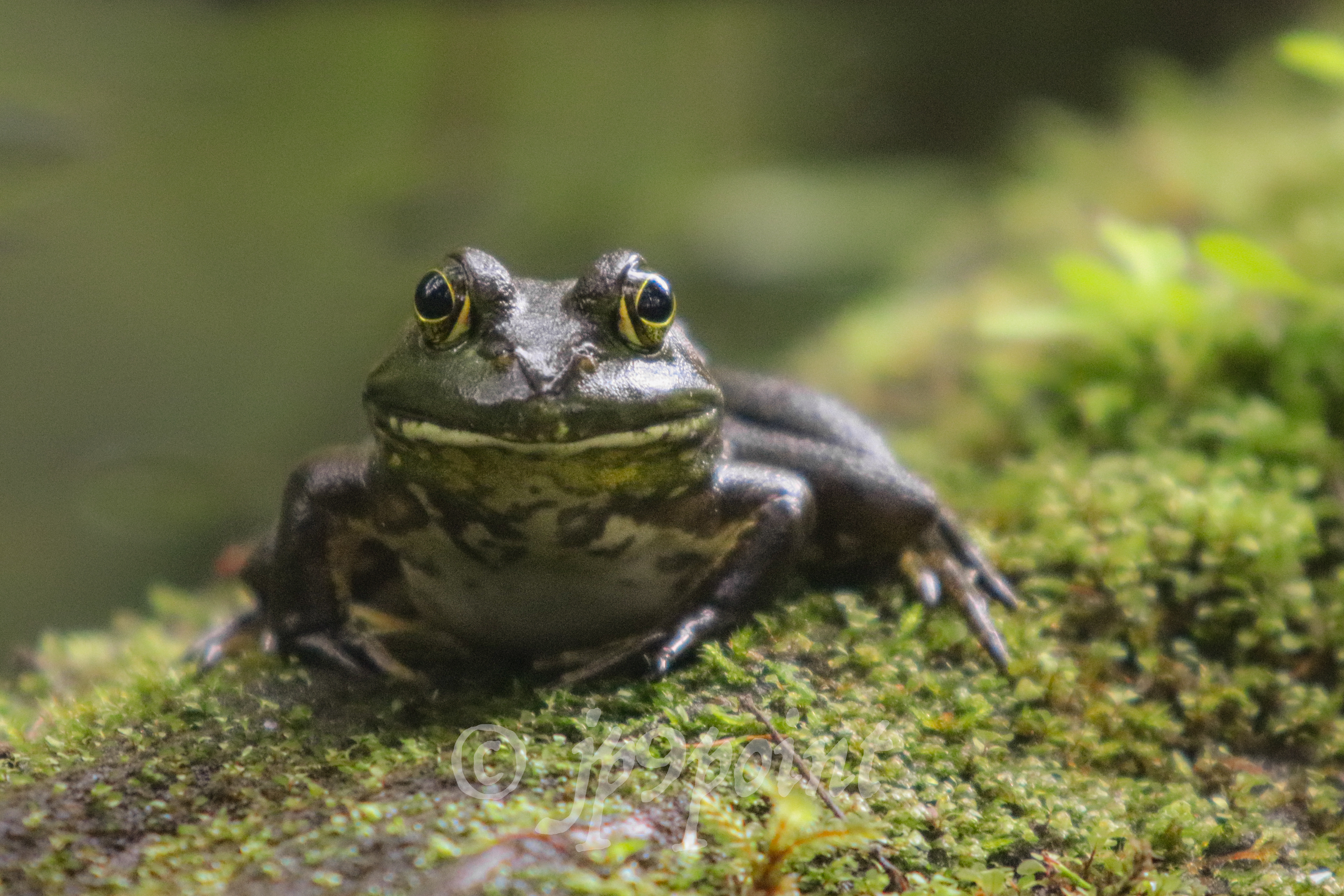 Frog on a log on Stonedam Island, New Hampshire. 