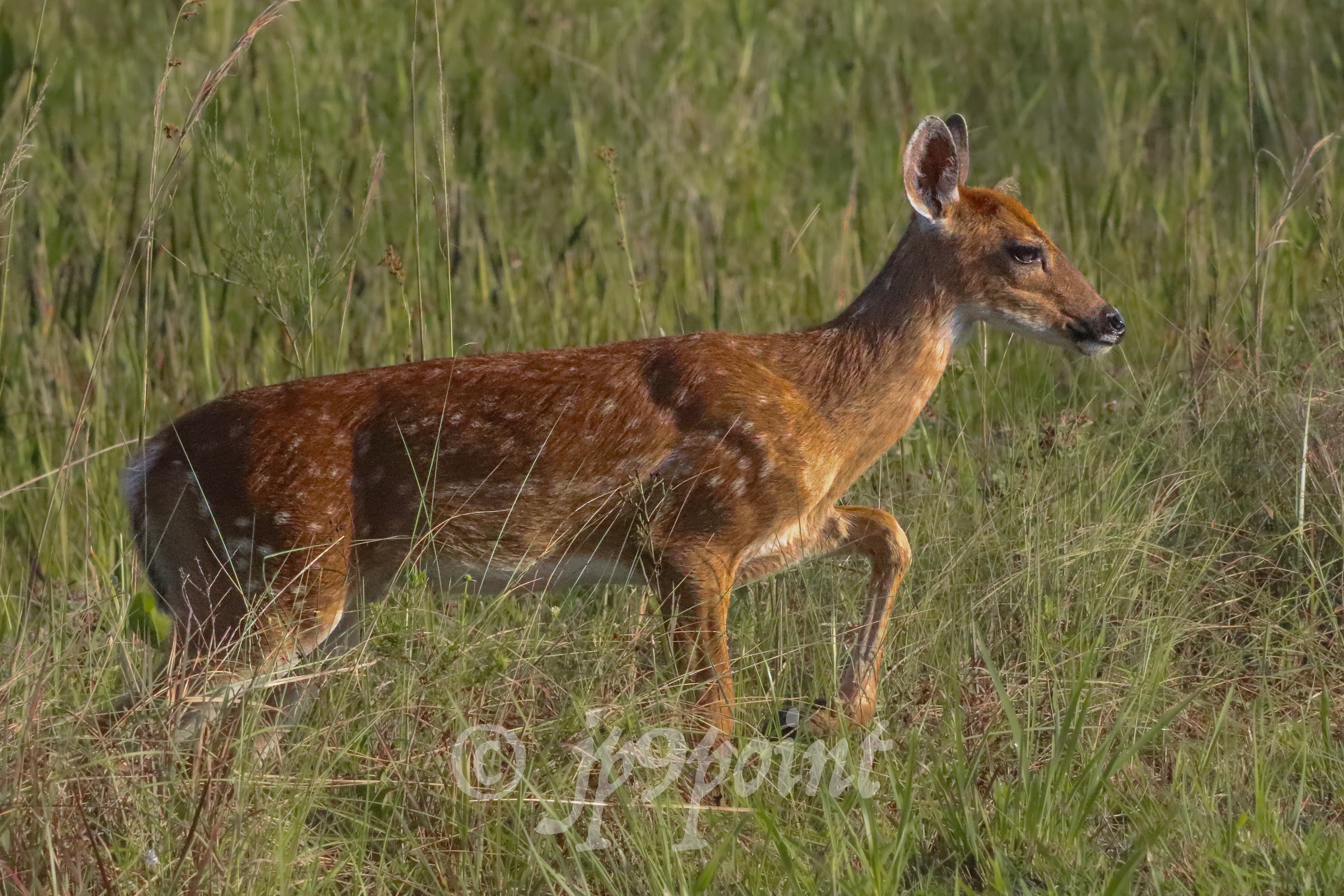 Fawn Deer at Loxahatchee, Florida.