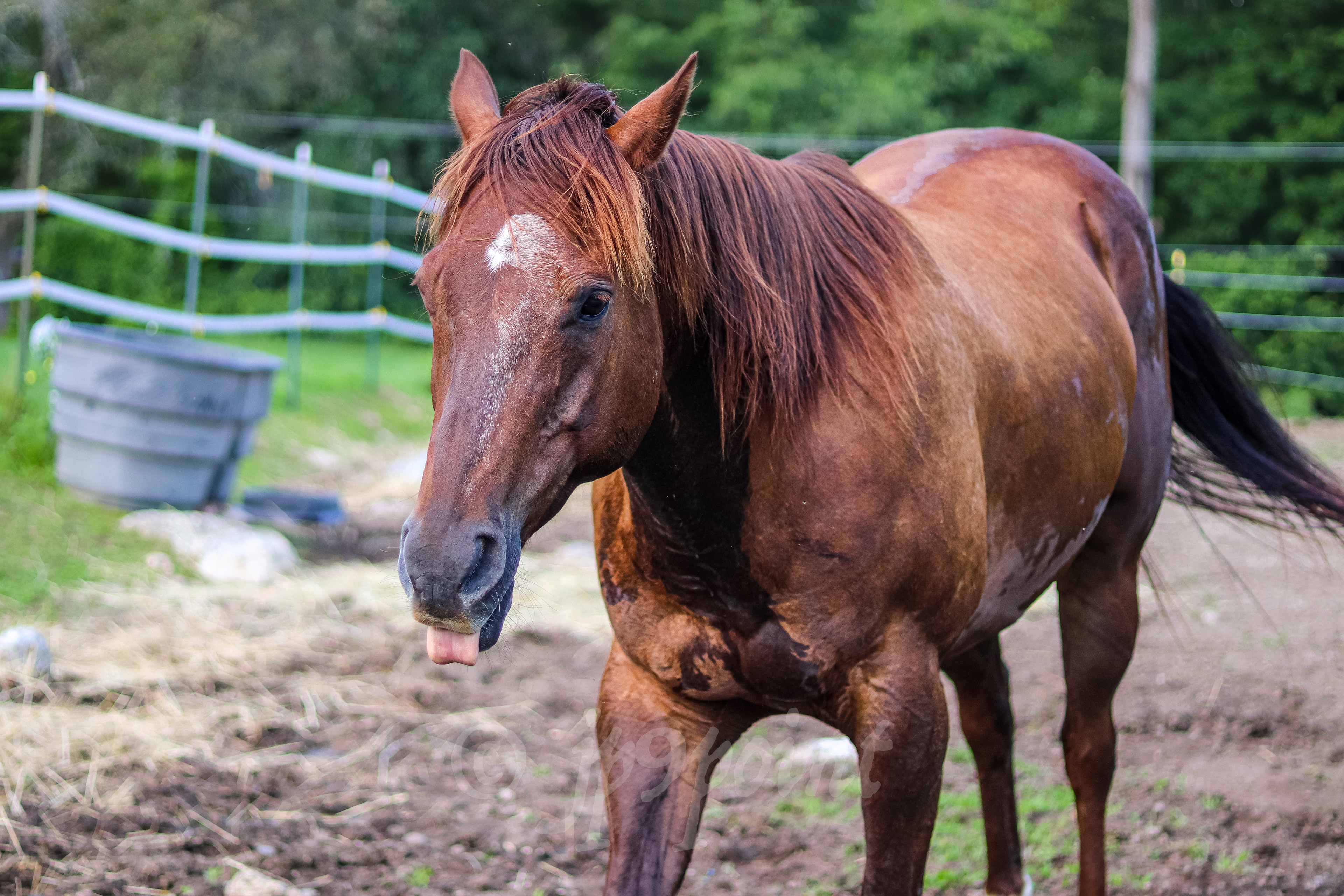 Horse sticks its tongue out at Eaton Ave., Meredith, New Hampshire.