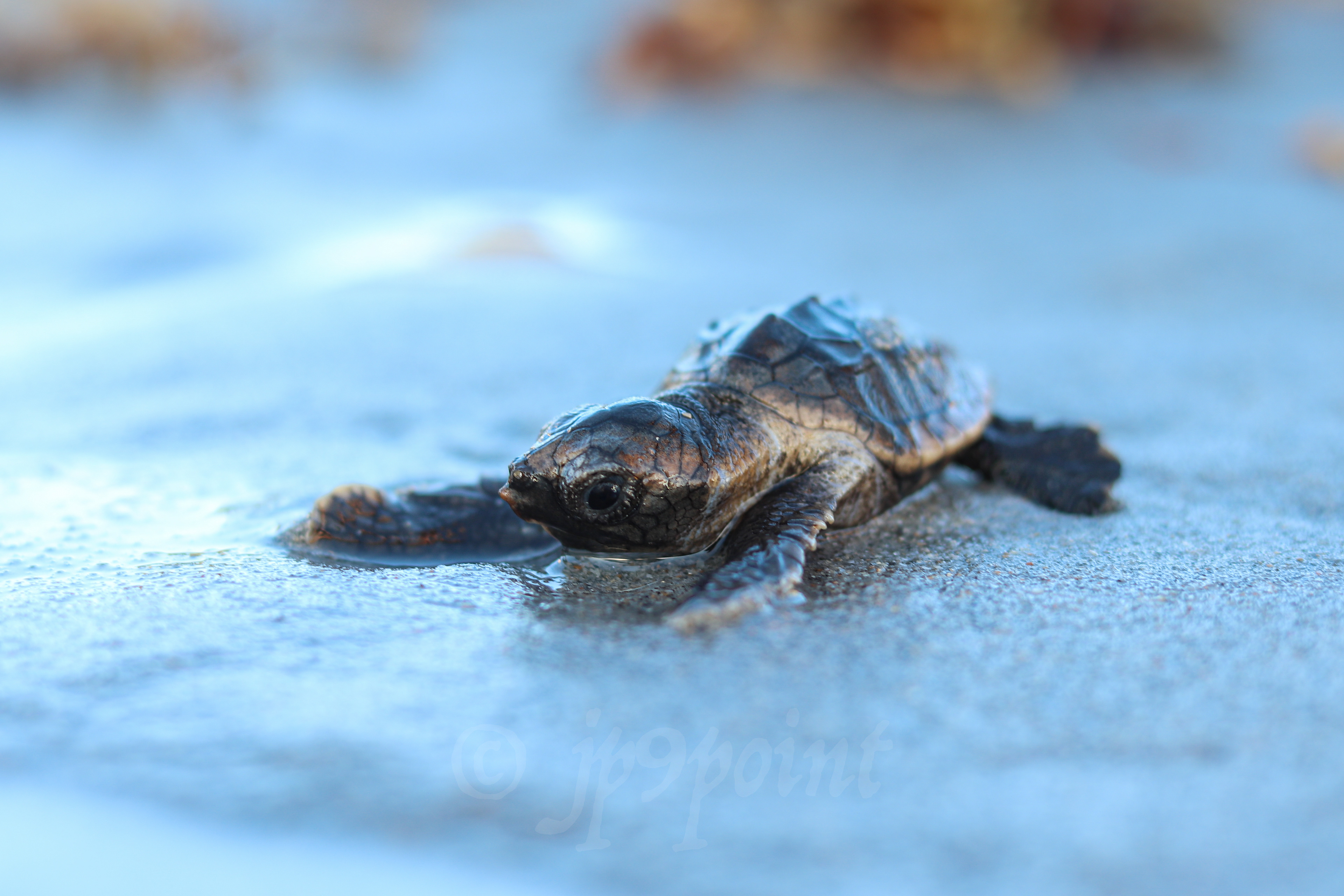 Baby Loggerhead Sea Turtle makes its way into the Ocean