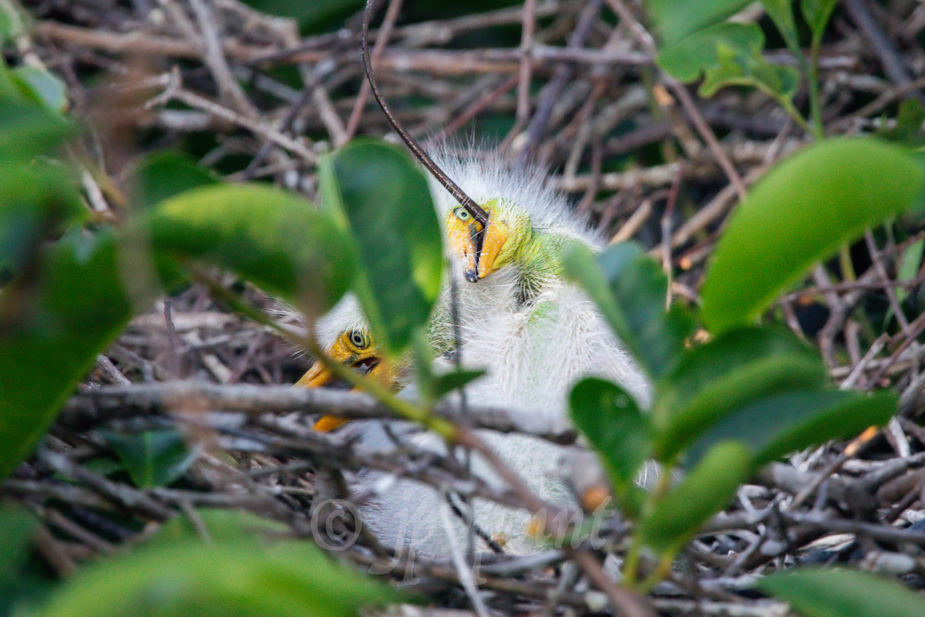 Baby Egret falls over with a twig stuck in its mouth