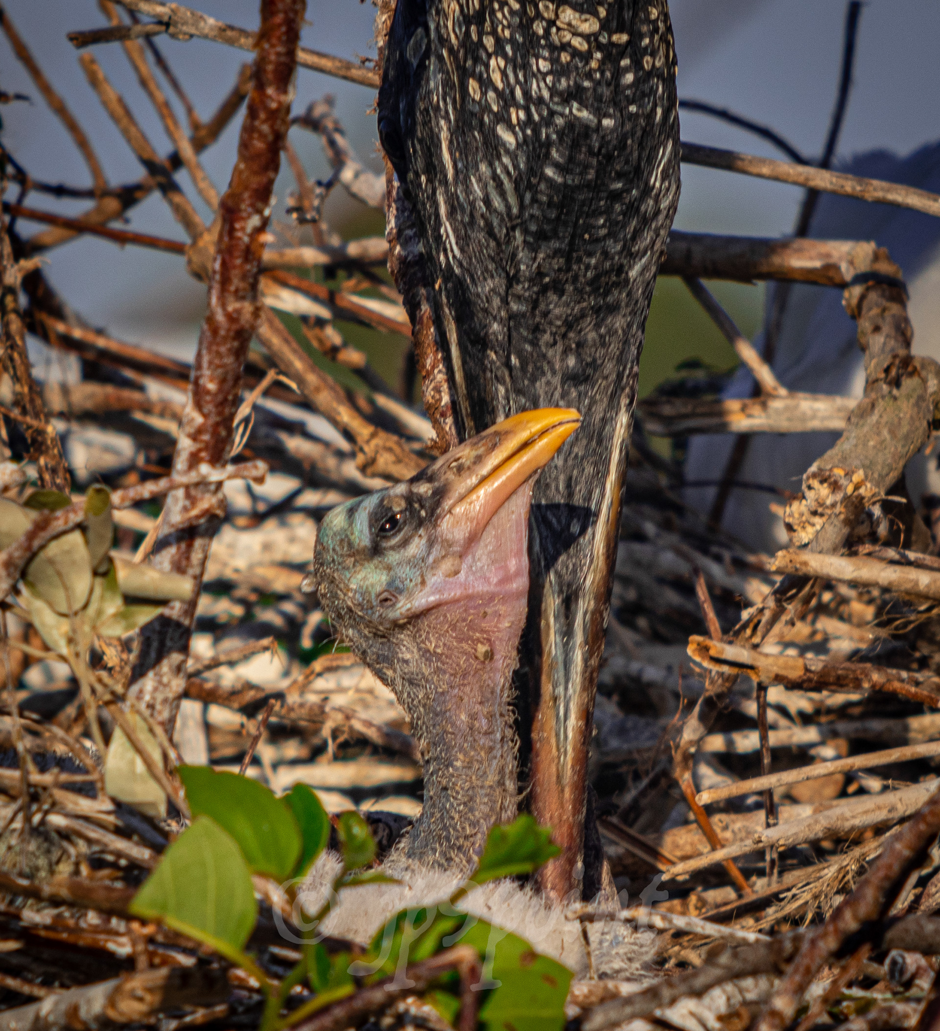 Baby Wood Stork getting a peek outside the nest at Wakodahatchee Wetlands, Florida.