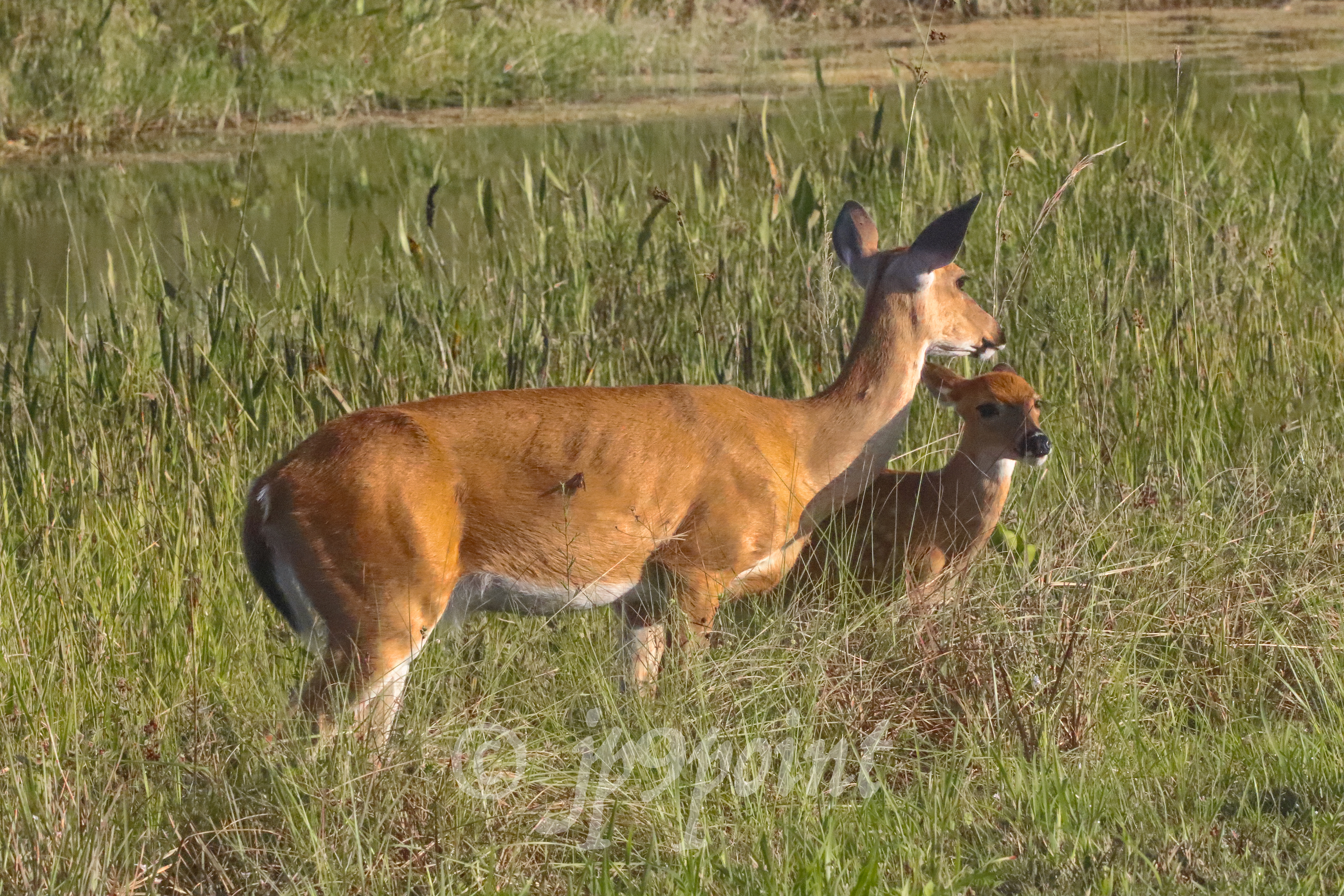 Mother Deer and her Fawn at Loxahatchee, Florida.