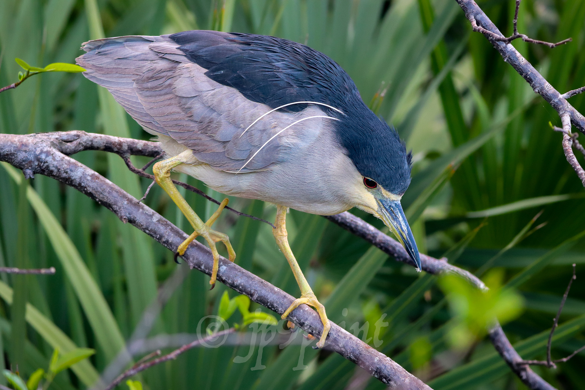 Night Heron walks down a branch