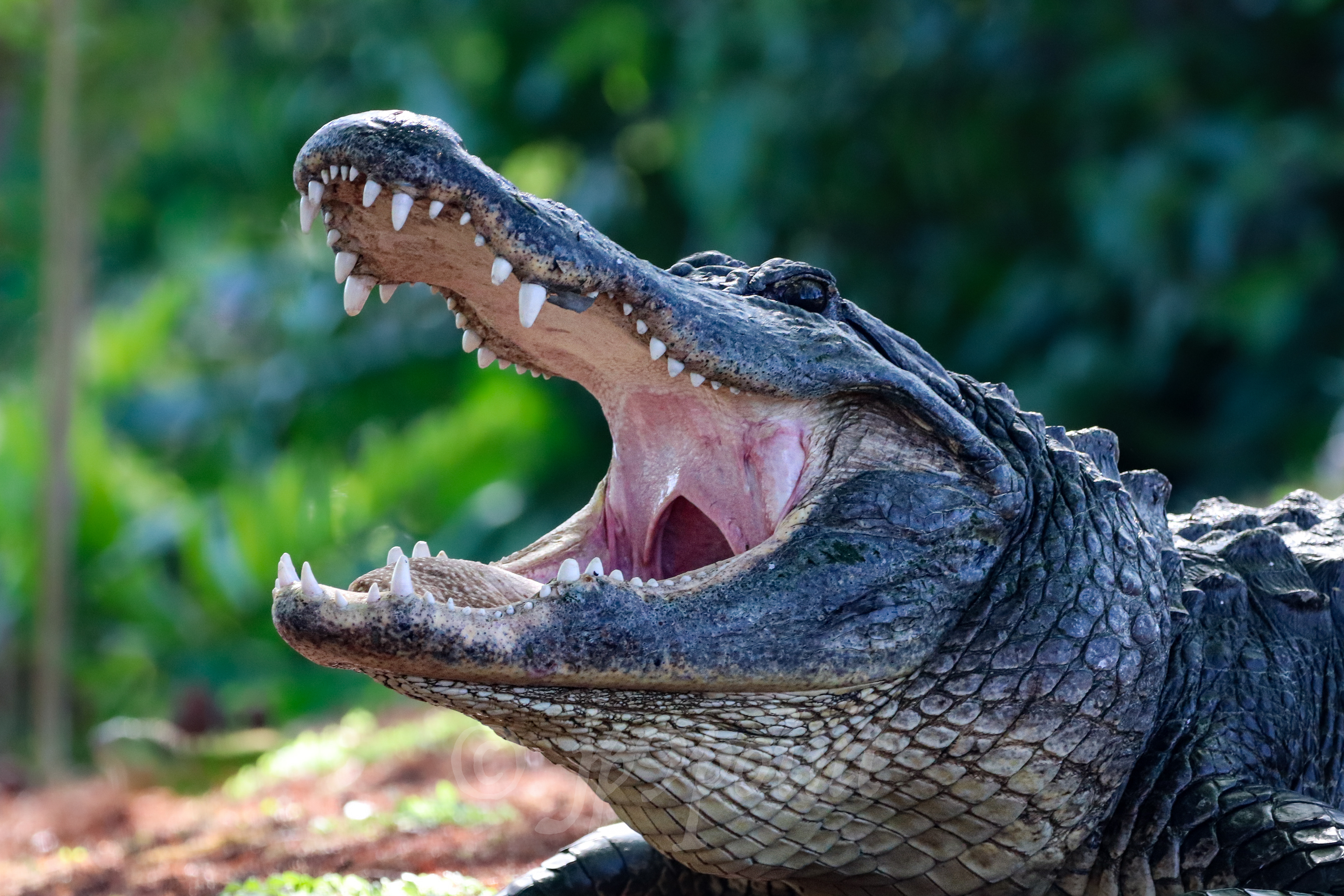 Gator shows off its big teeth