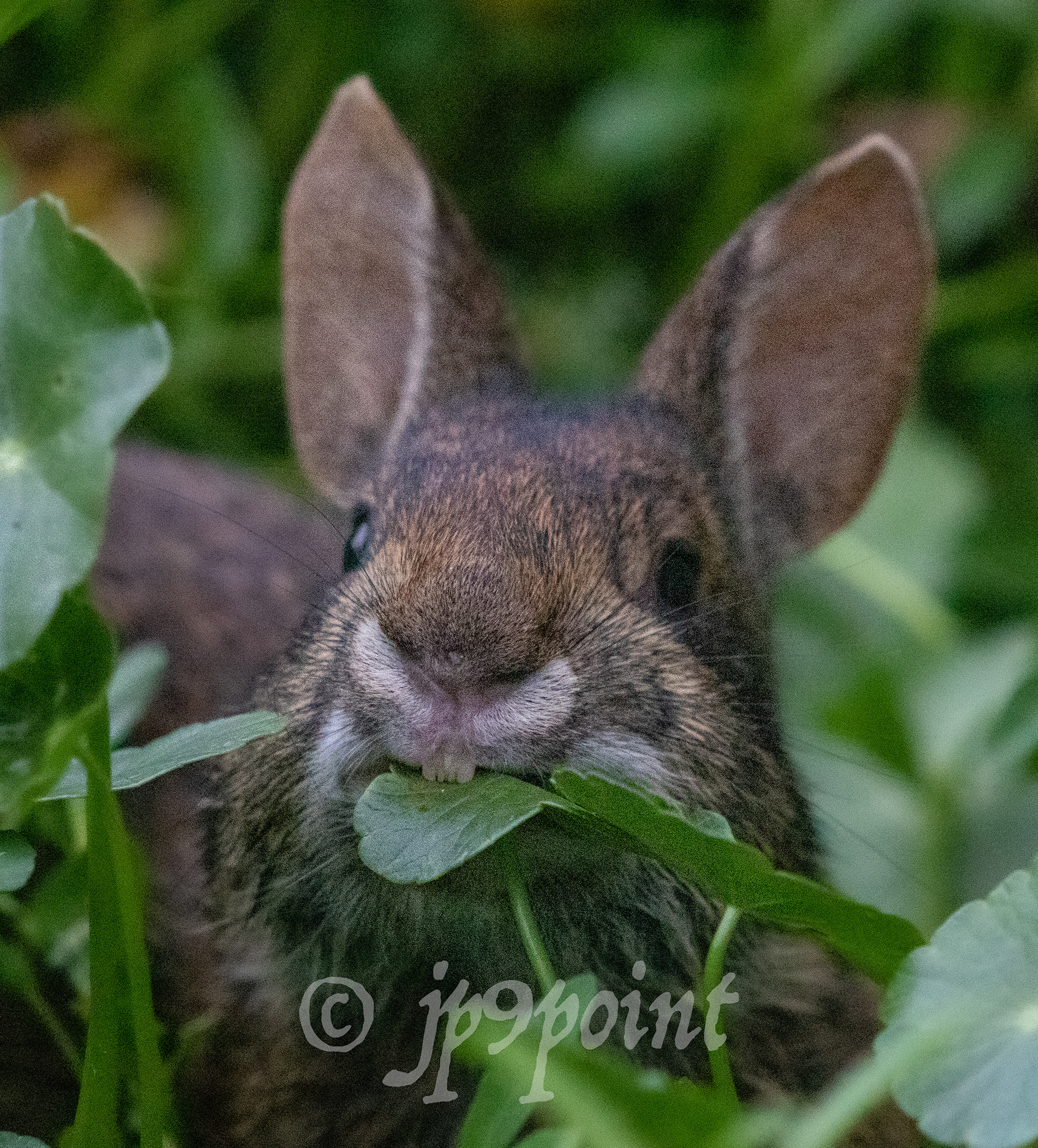Marsh Rabbit munching on leaves at Wakodahatchee Wetlands, Florida. 