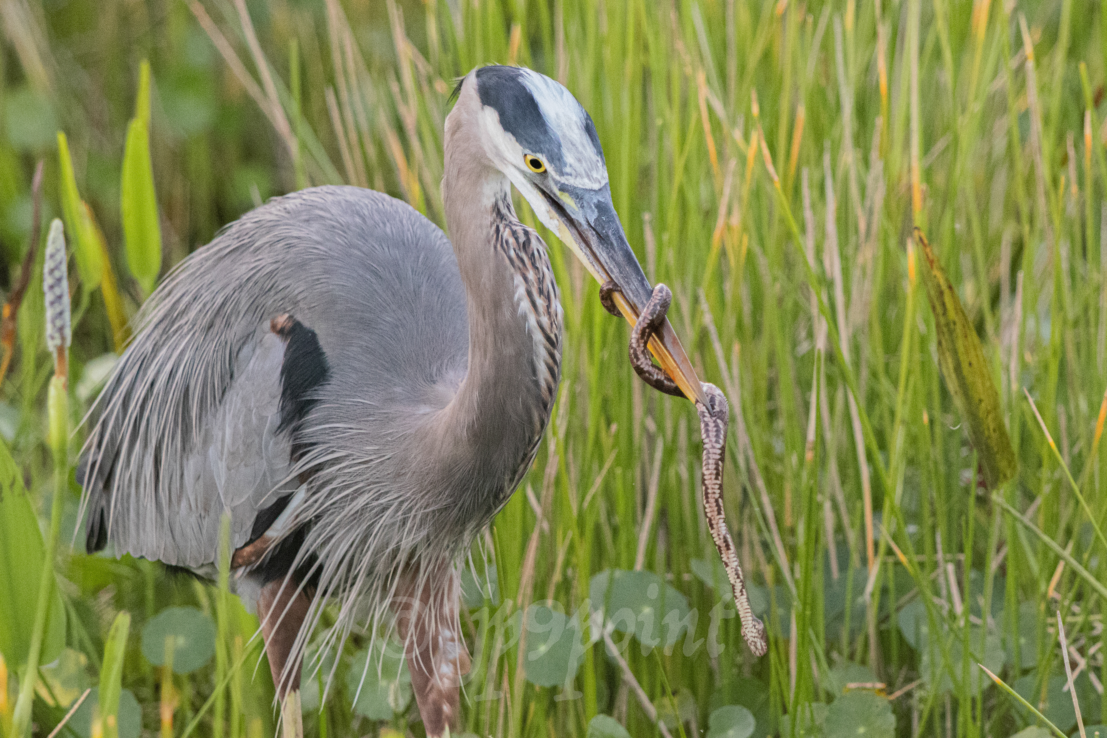 Great Blue Heron tangled up in its snake dinner at Wakodahatchee Wetlands, Florida. (1)
