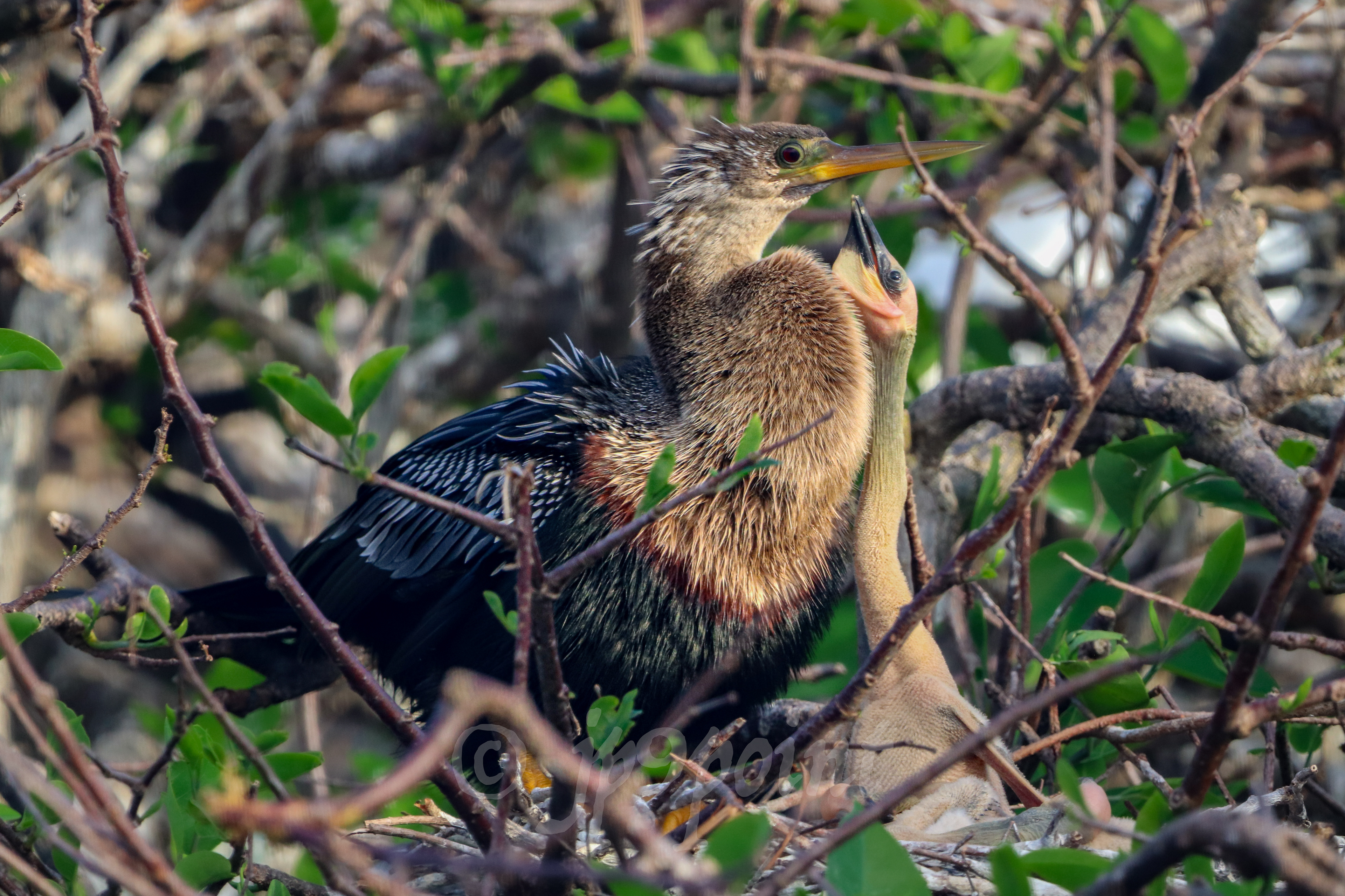 Baby Anhinga lifts its long neck up