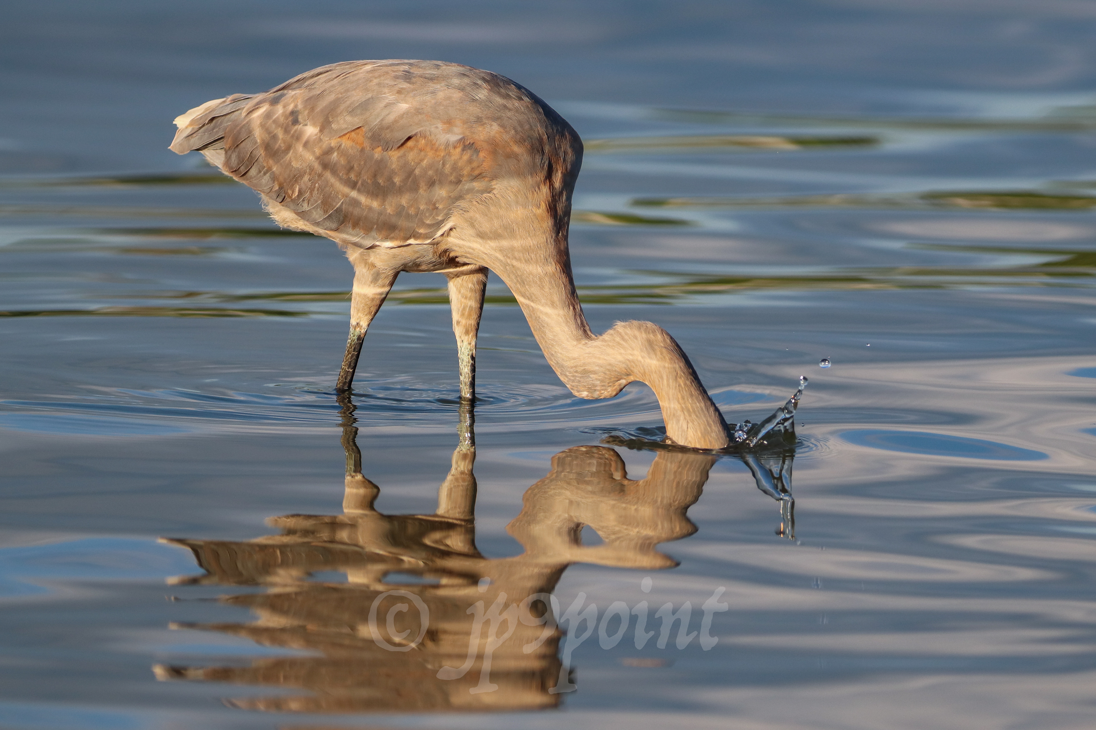 Reddish Egret dunks its head under the water in hopes to catch a snack.