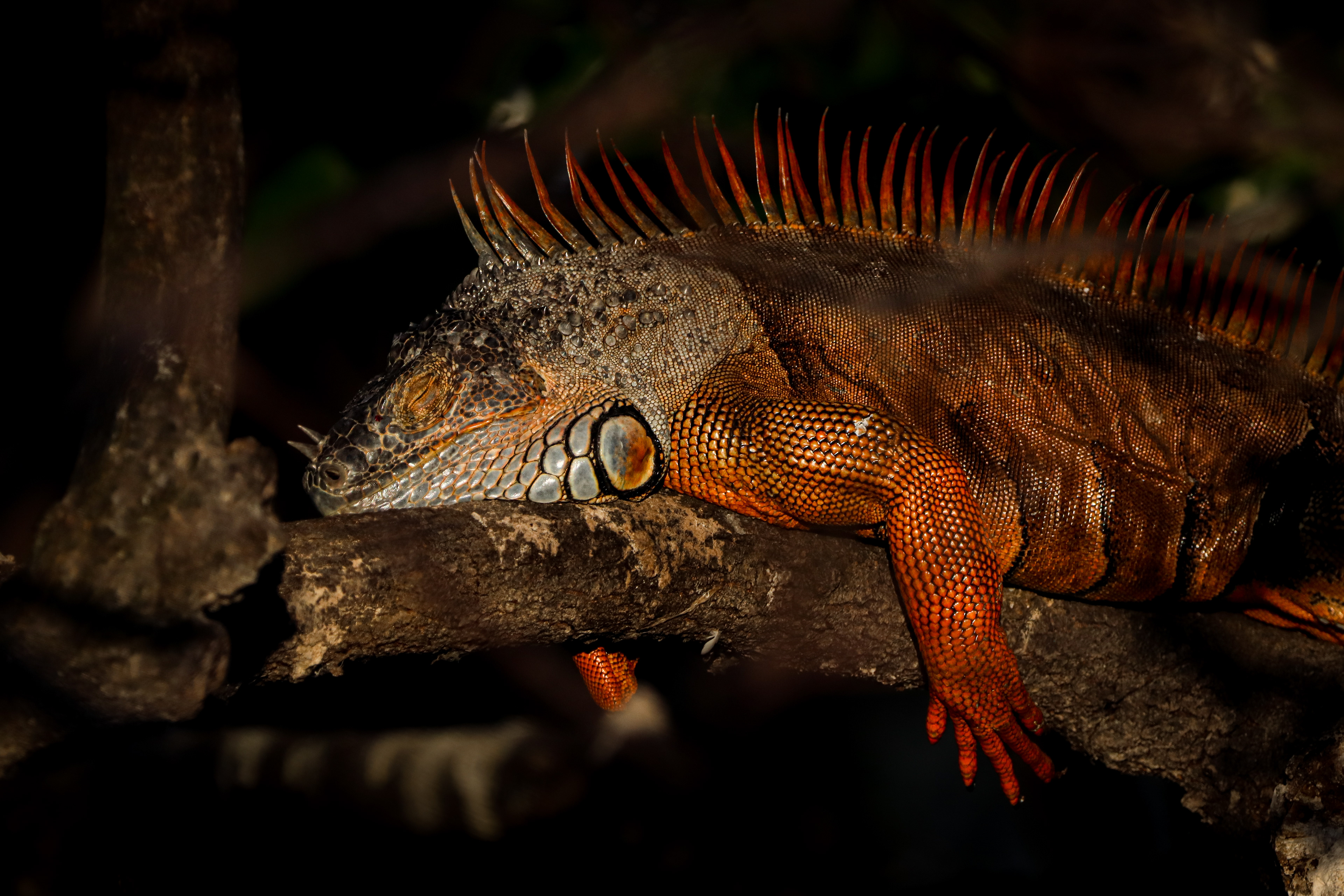 Iguana late afternoon at the Florida Wetlands