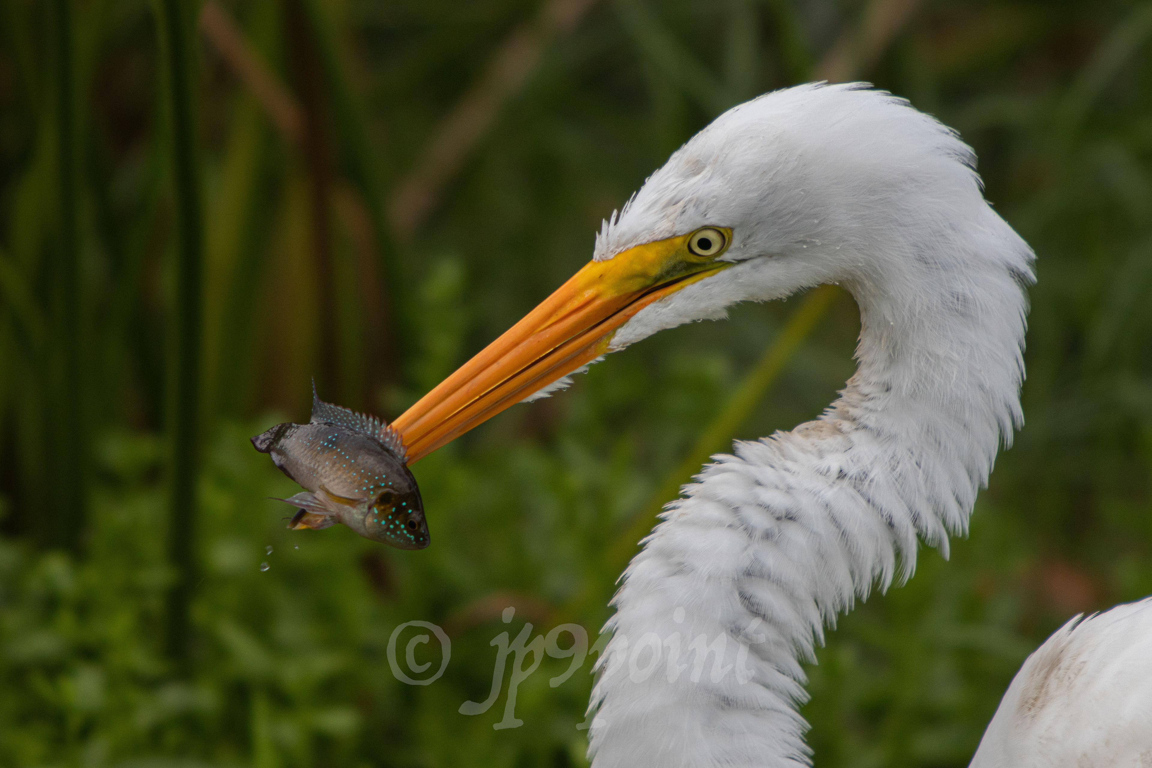 Egret with a fish at Wakodahatchee Wetlands, Florida.