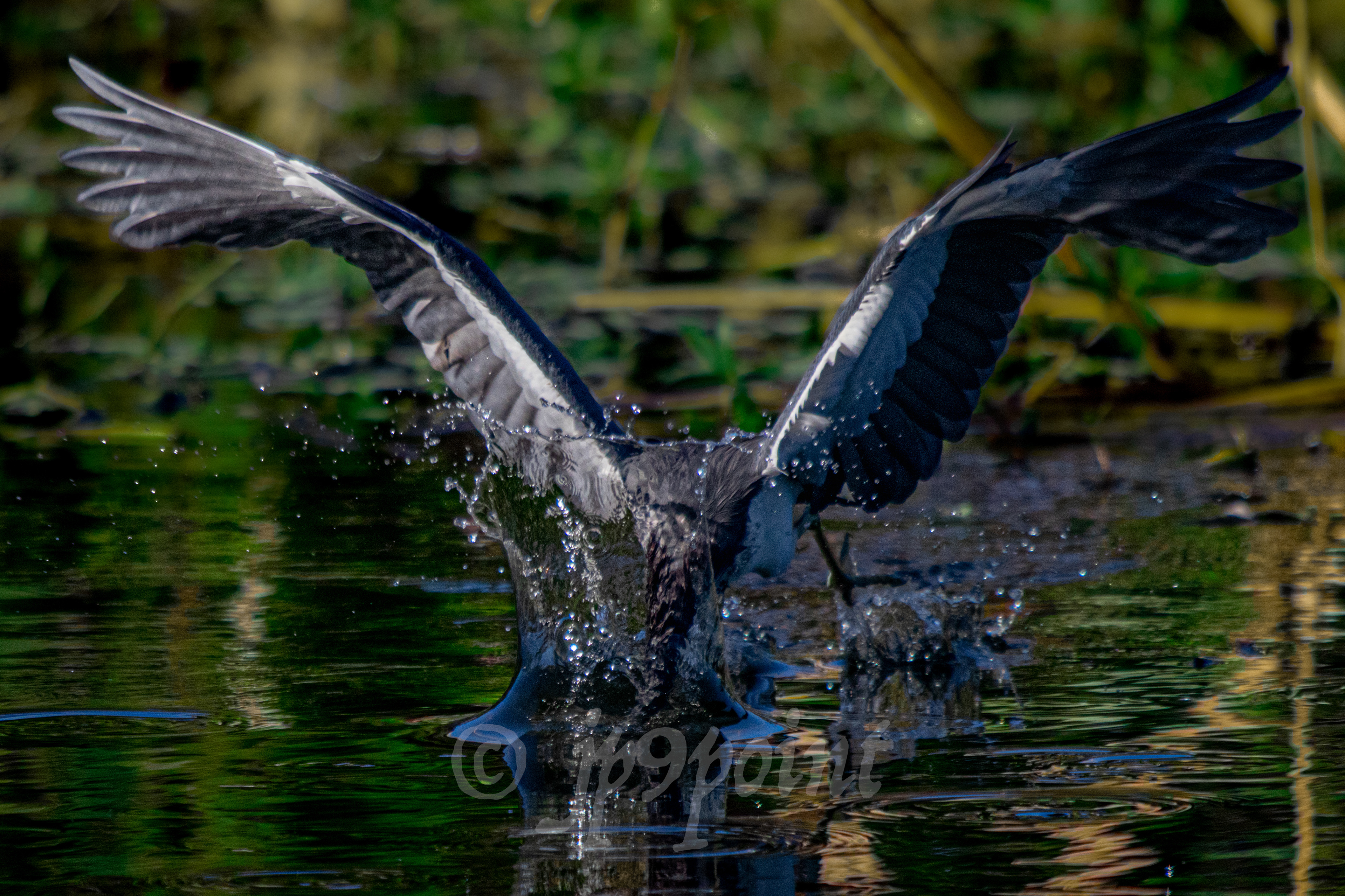 Tricolored Heron quickly dunks its head under the surface for a minnow at Wakodahatchee Wetlands, Florida.