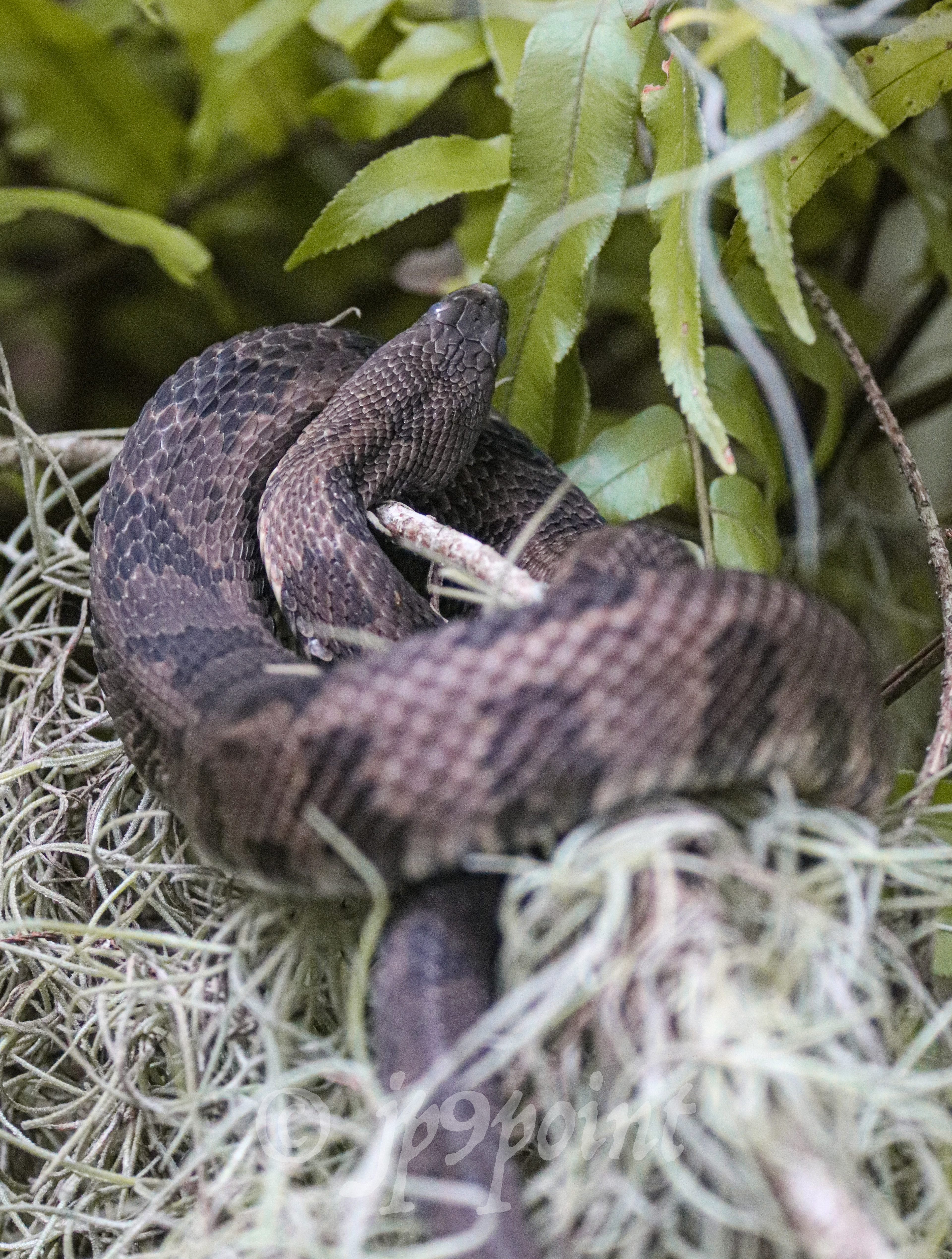 Snake in a tree at Loxahatchee, Florida.