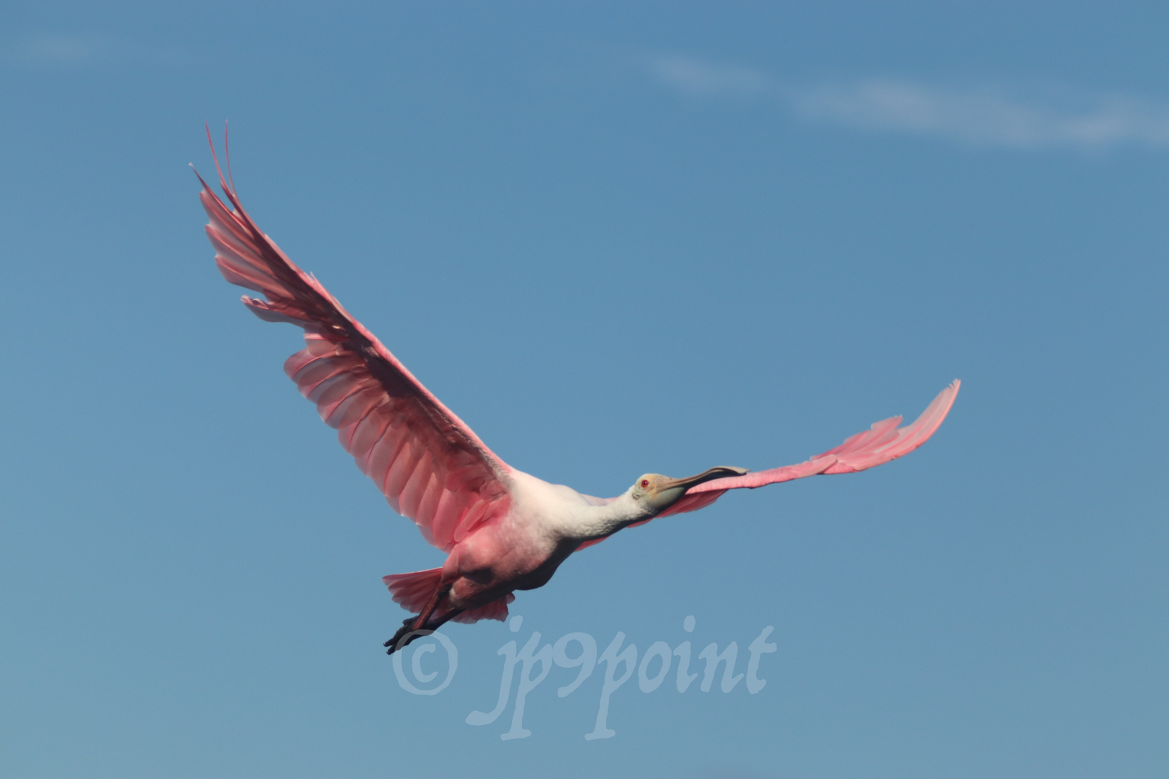 Spoonbill in flight over Sanibel Island, FL