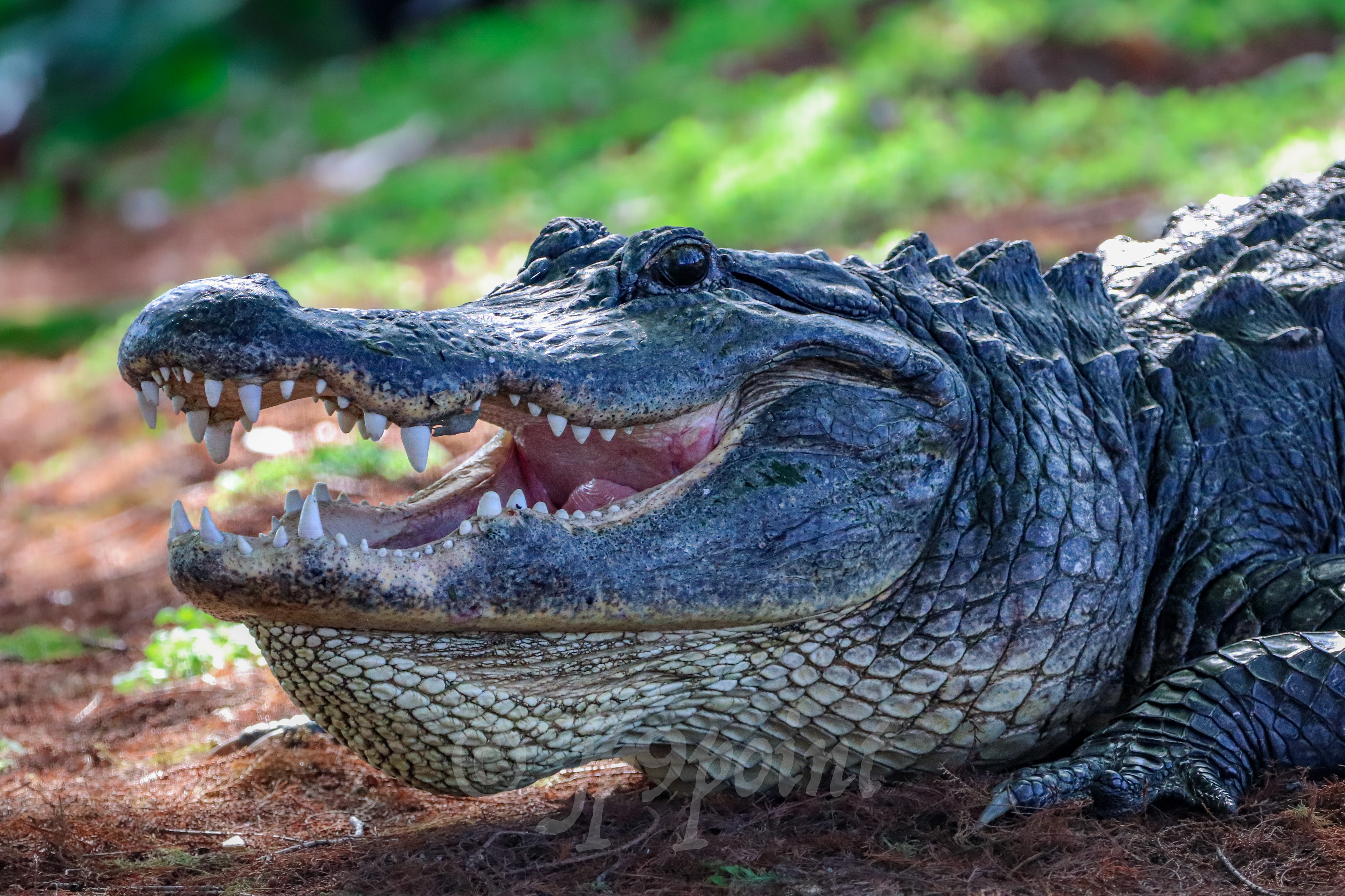 Happy looking Gator relaxes at the wetlands