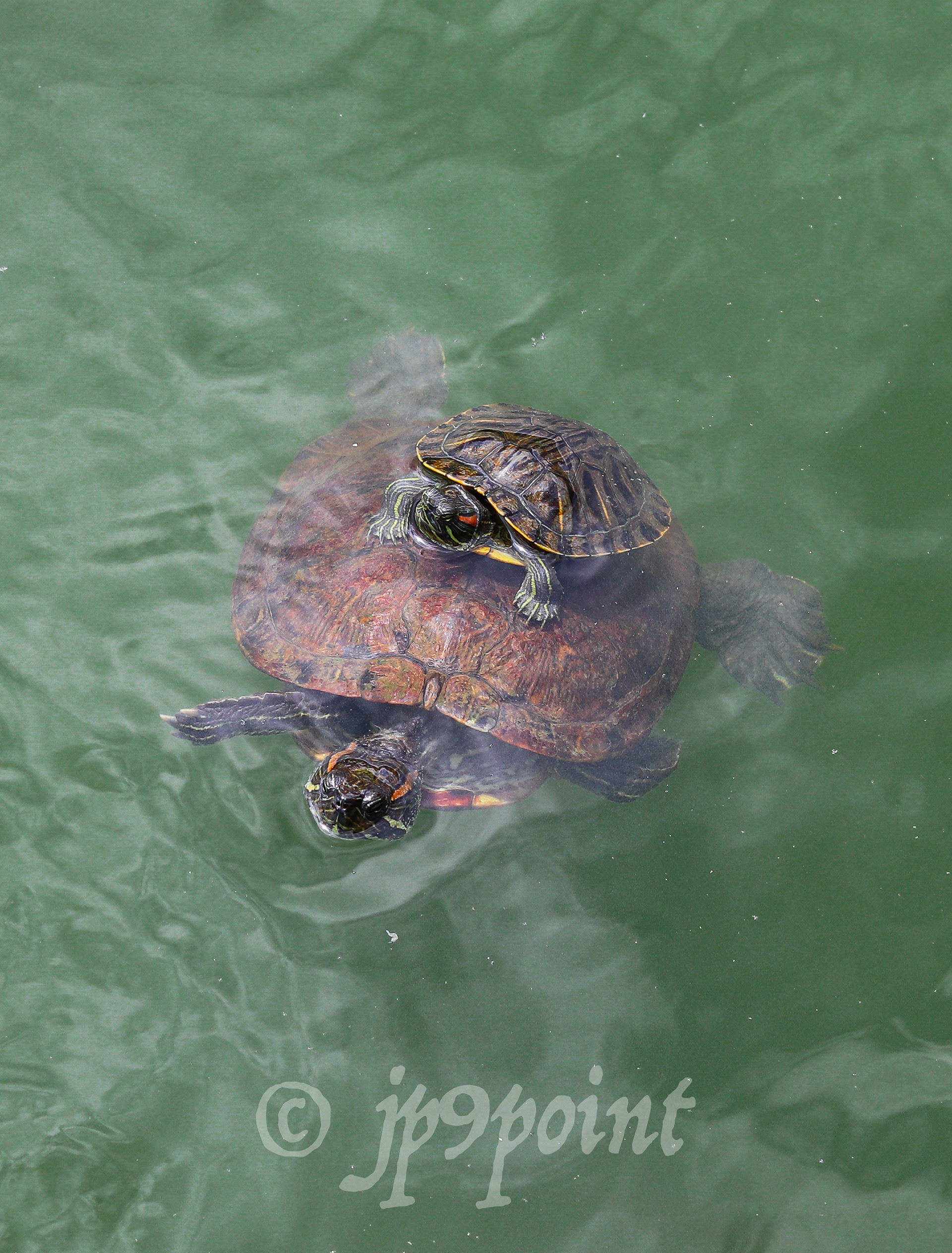 Baby turtle on its parent in Central Park, New York.