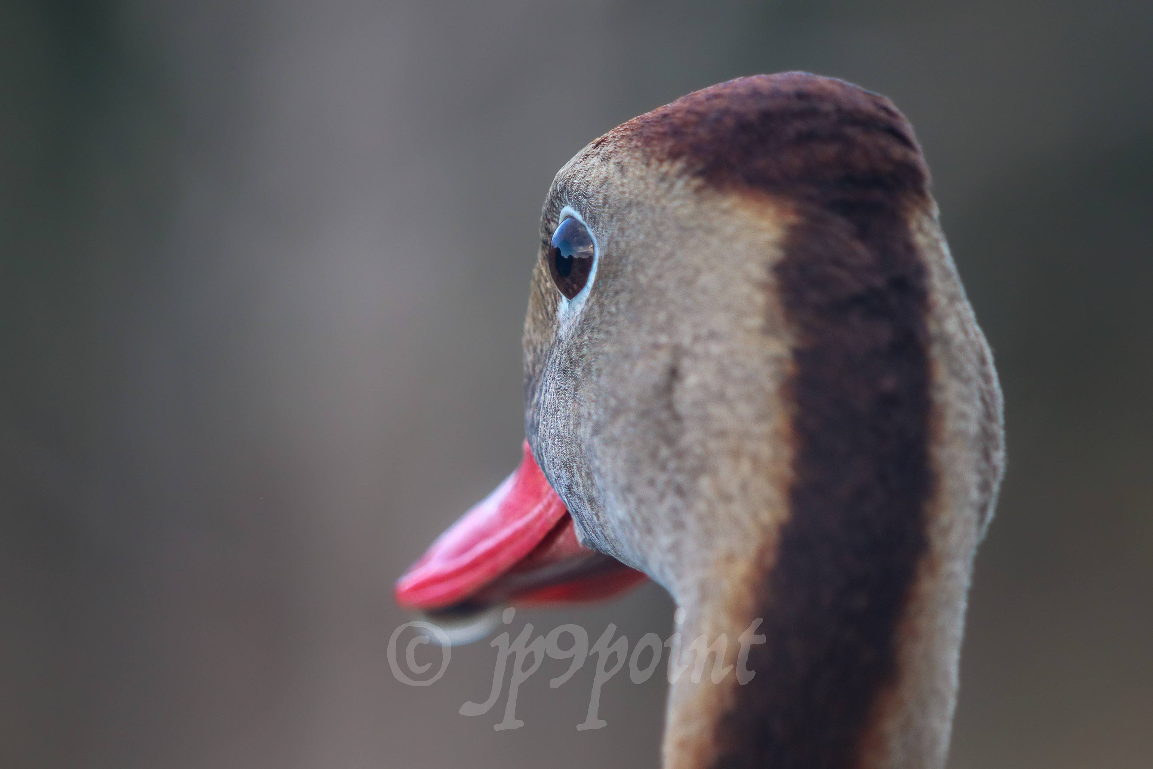 Close up of a Black-bellied whistling duck at Wakodahatchee Wetlands, FL.