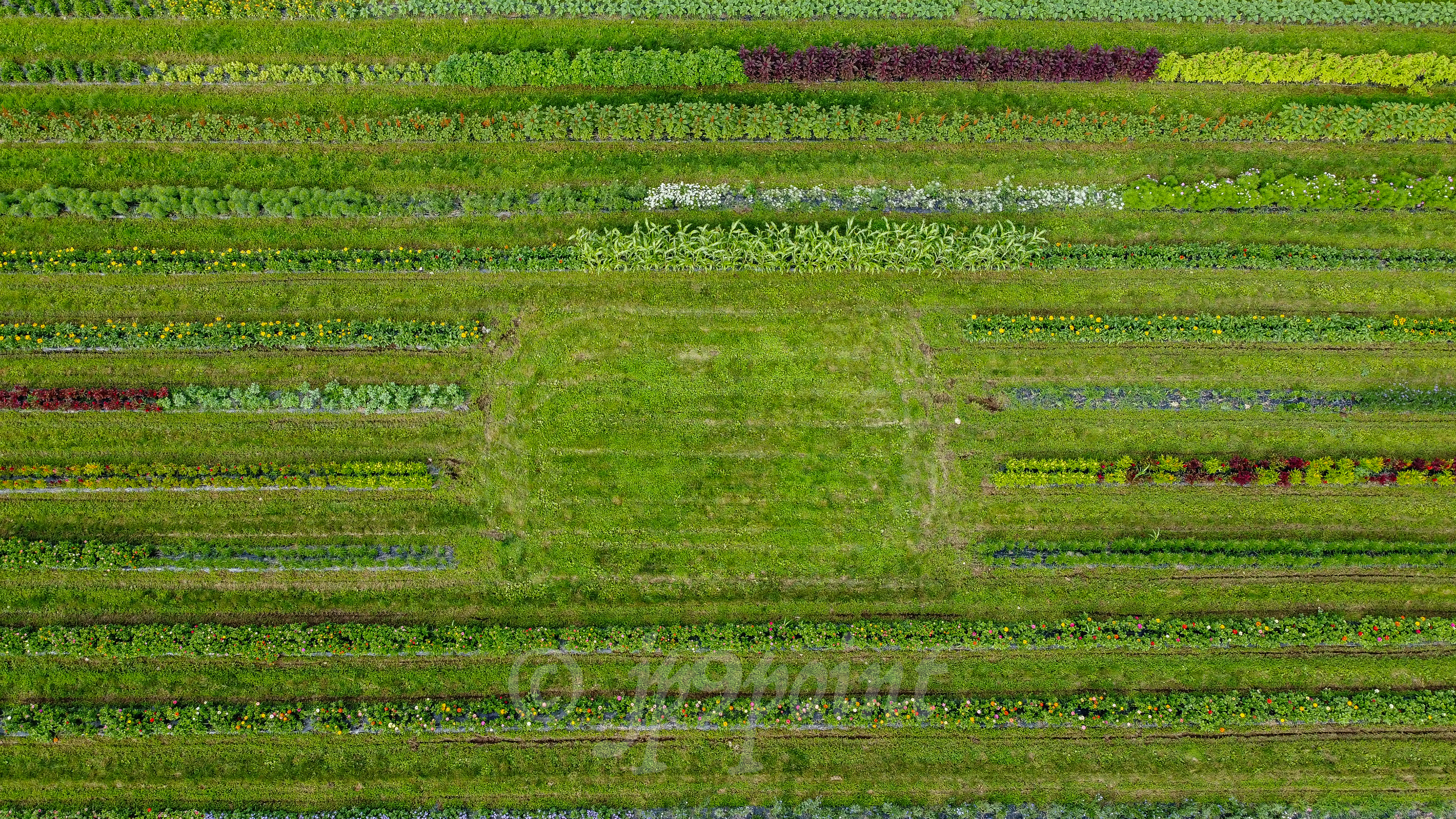 Moulton Farm, Meredith, New Hampshire view of the crops from straight above.
