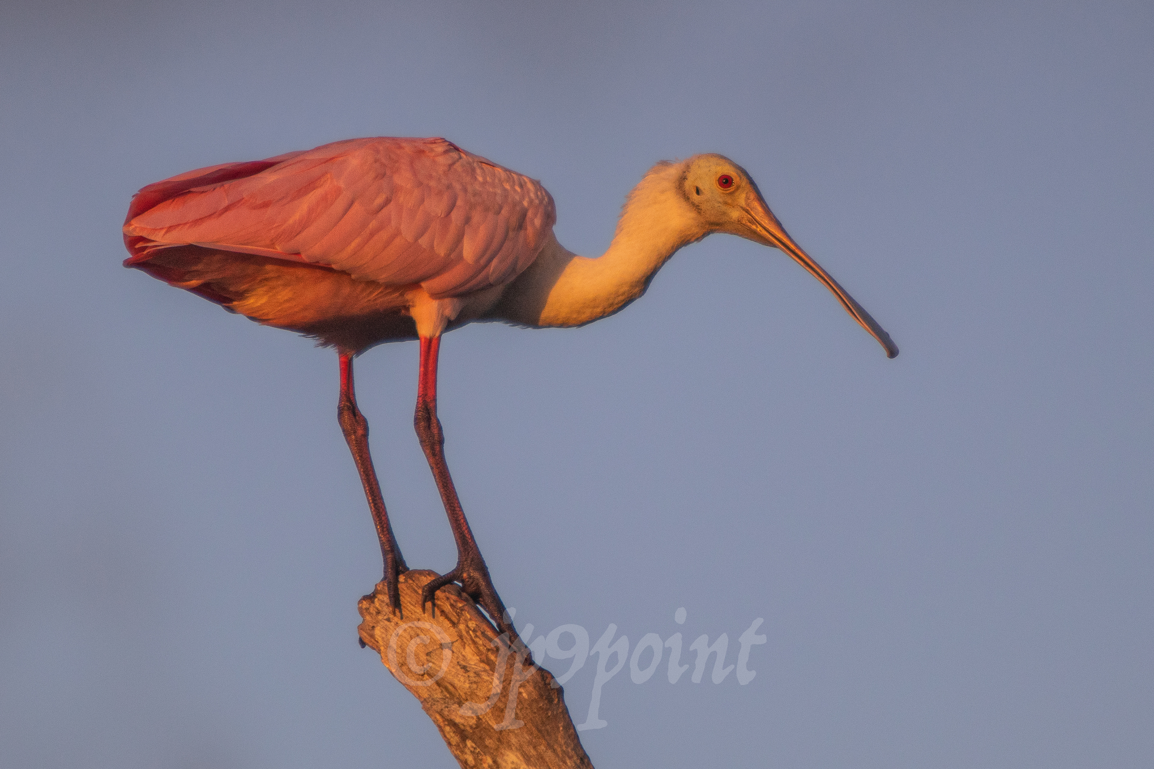 Spoonbill on a snag at Green Cay Wetlands, Florida. (2)