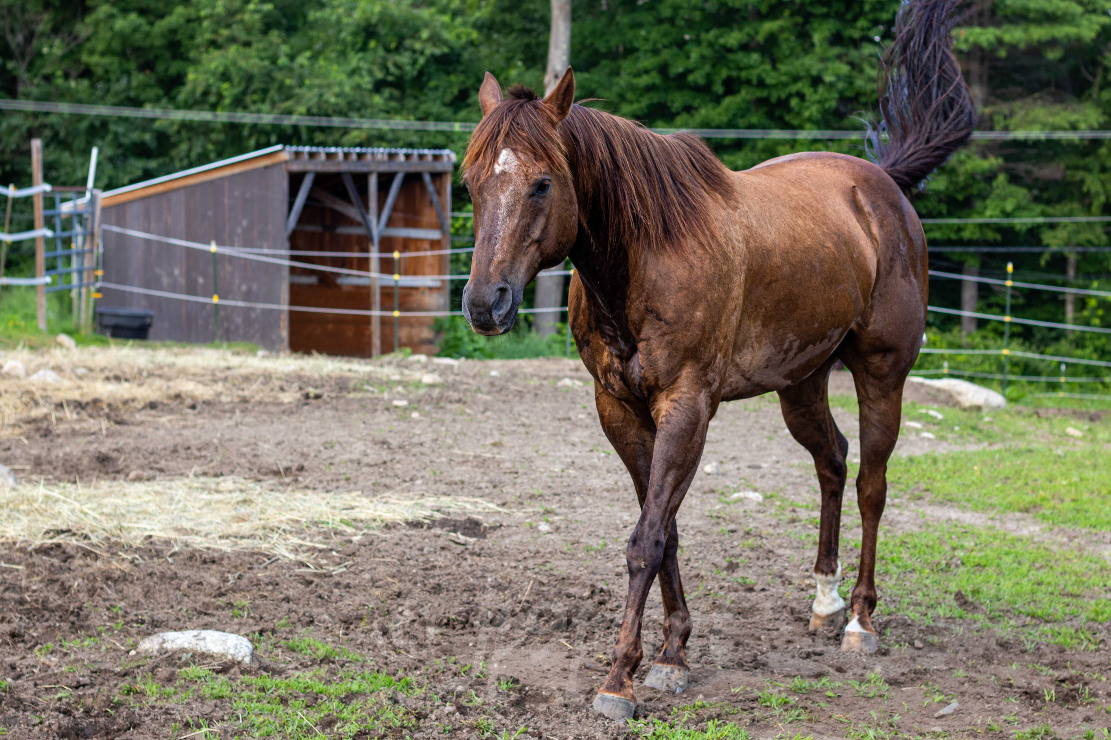 Horse walks around at Eaton Ave., Meredith, New Hampshire.