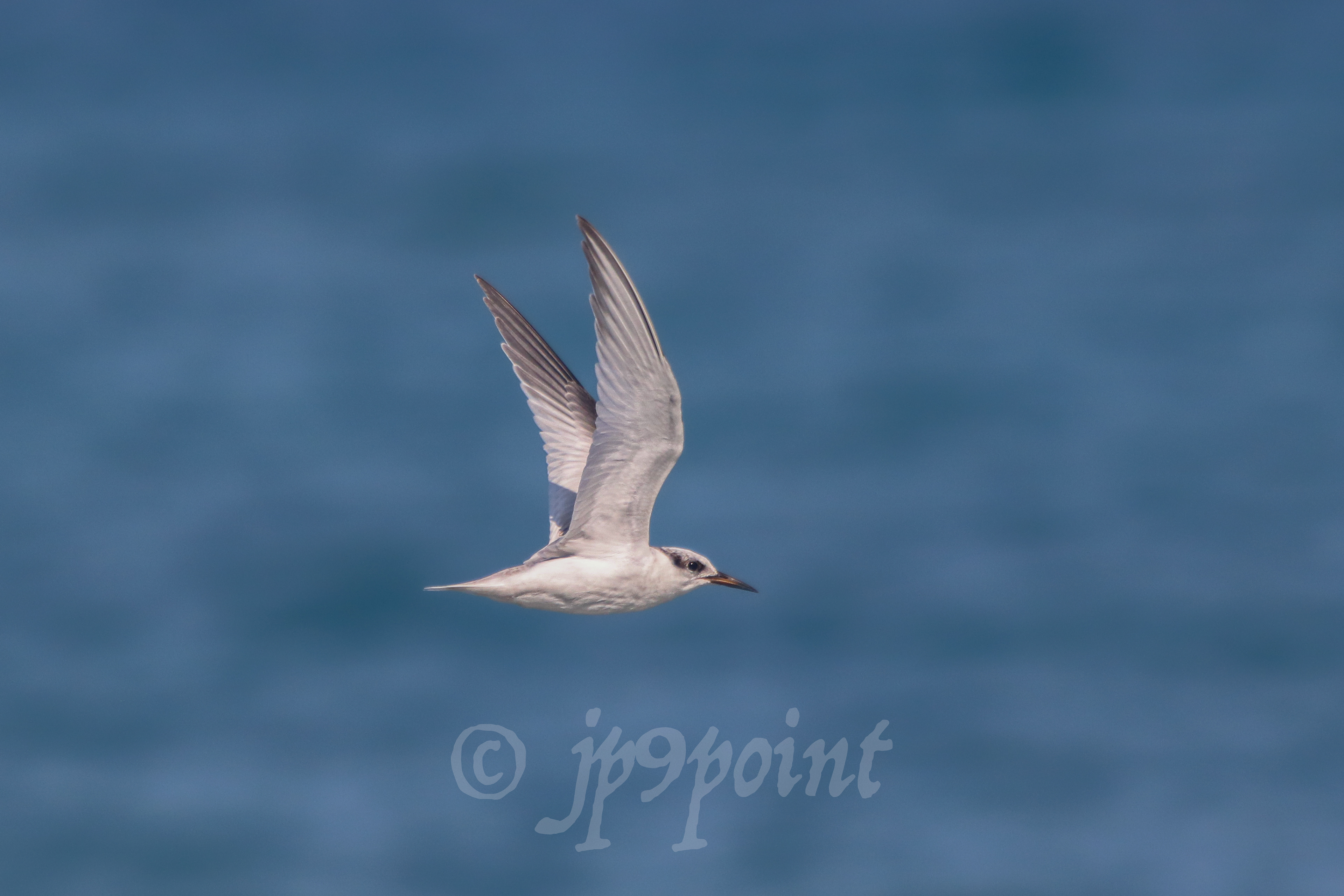 Small bird in flight over the ocean in Delray Beach, FL.