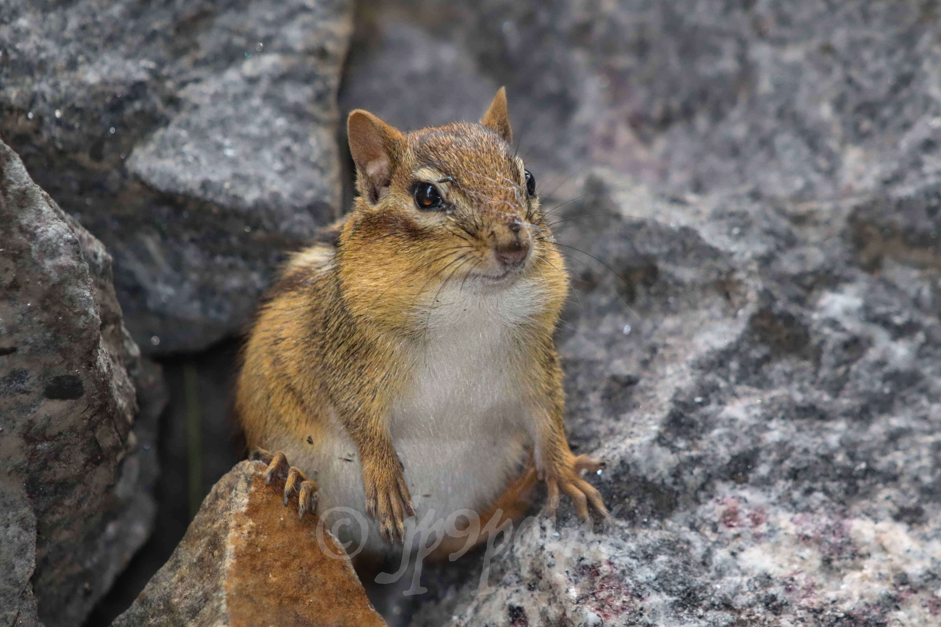 Big Chipmunk takes a peek from outside of the rocks in Meredith, New Hampshire.