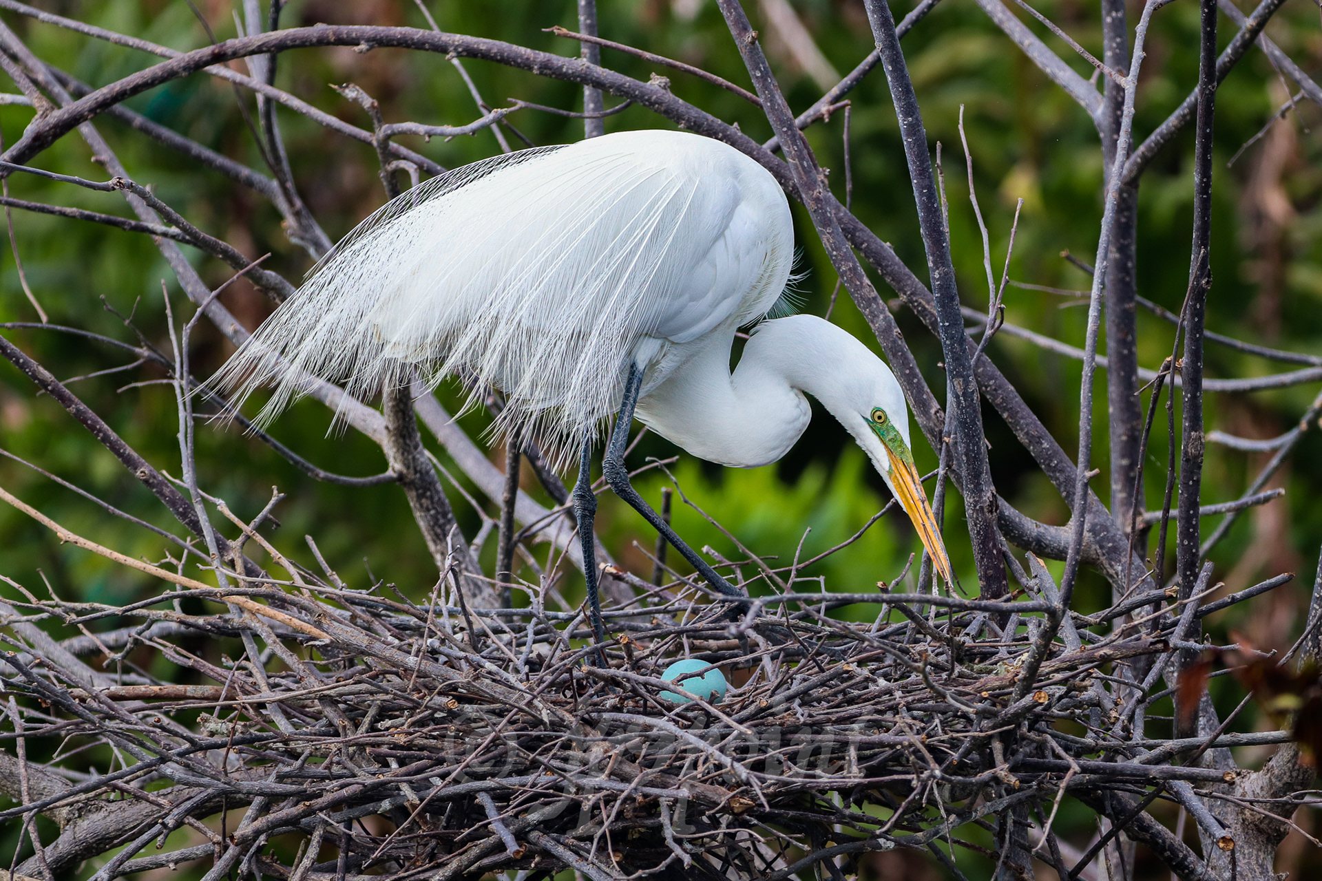 Egret takes care of nest and egg