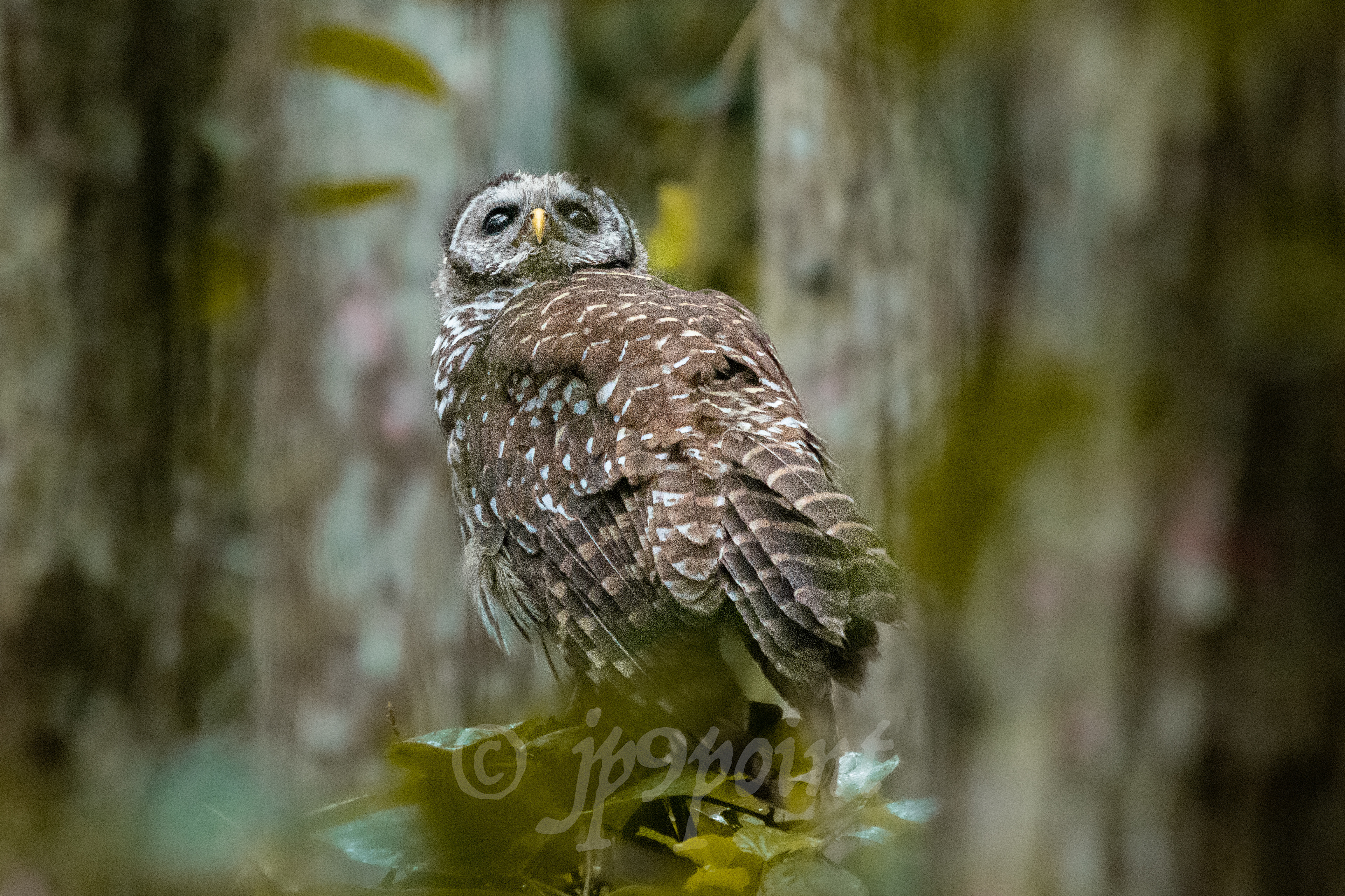 Owl looks up into the trees in Loxahatchee, Florida 