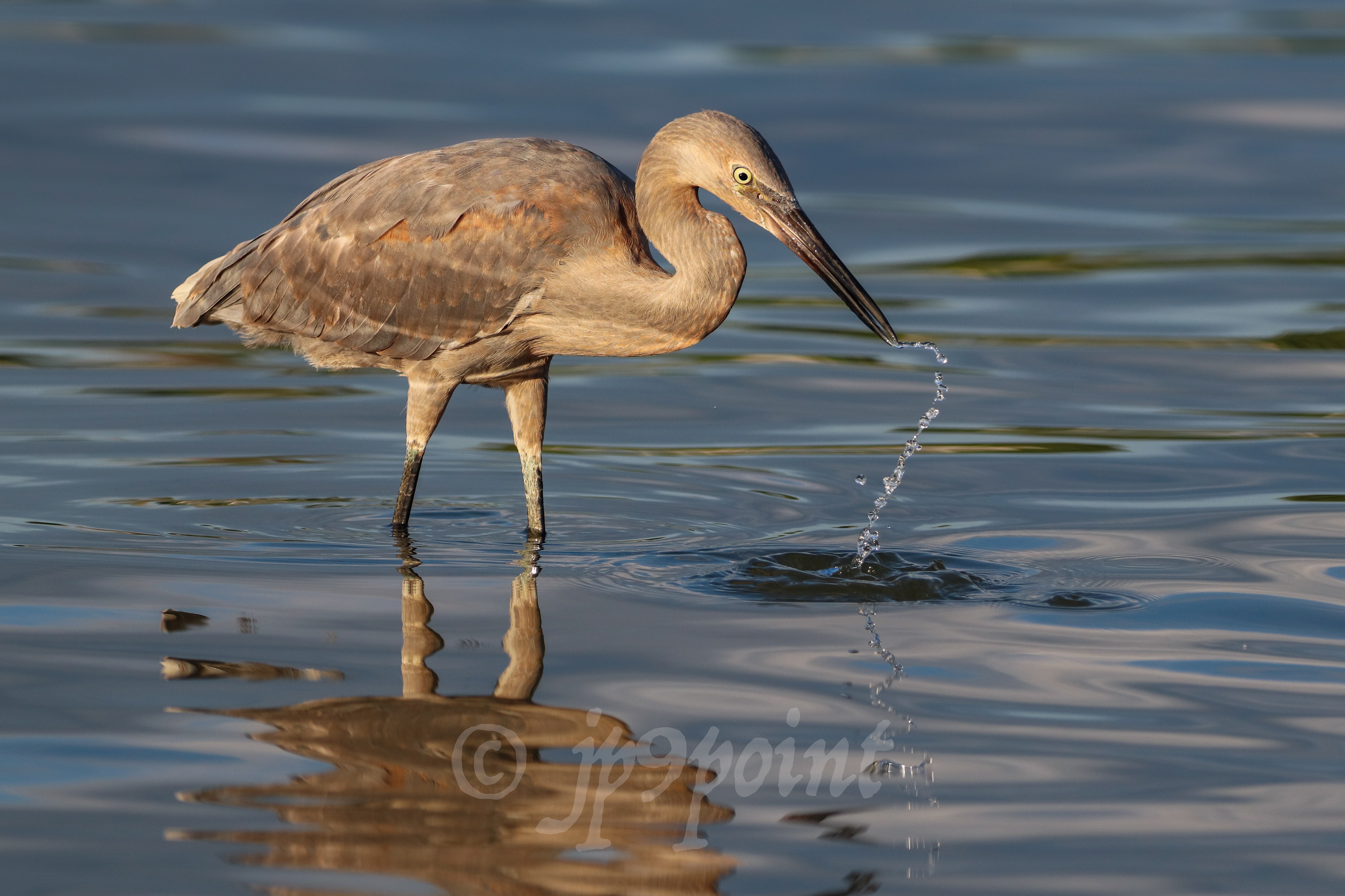 Reddish Egret pulls its beak out of the water.