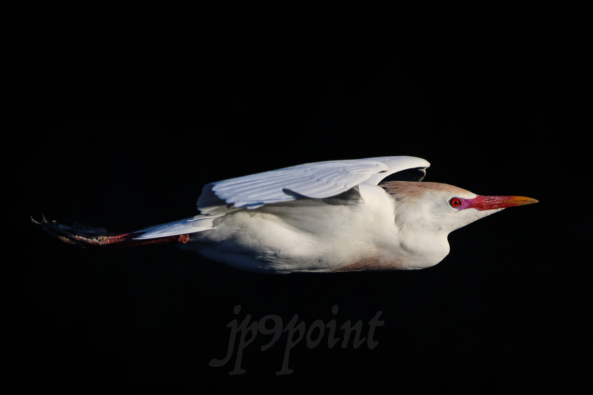 Cattle Egret in flight at the wetlands
