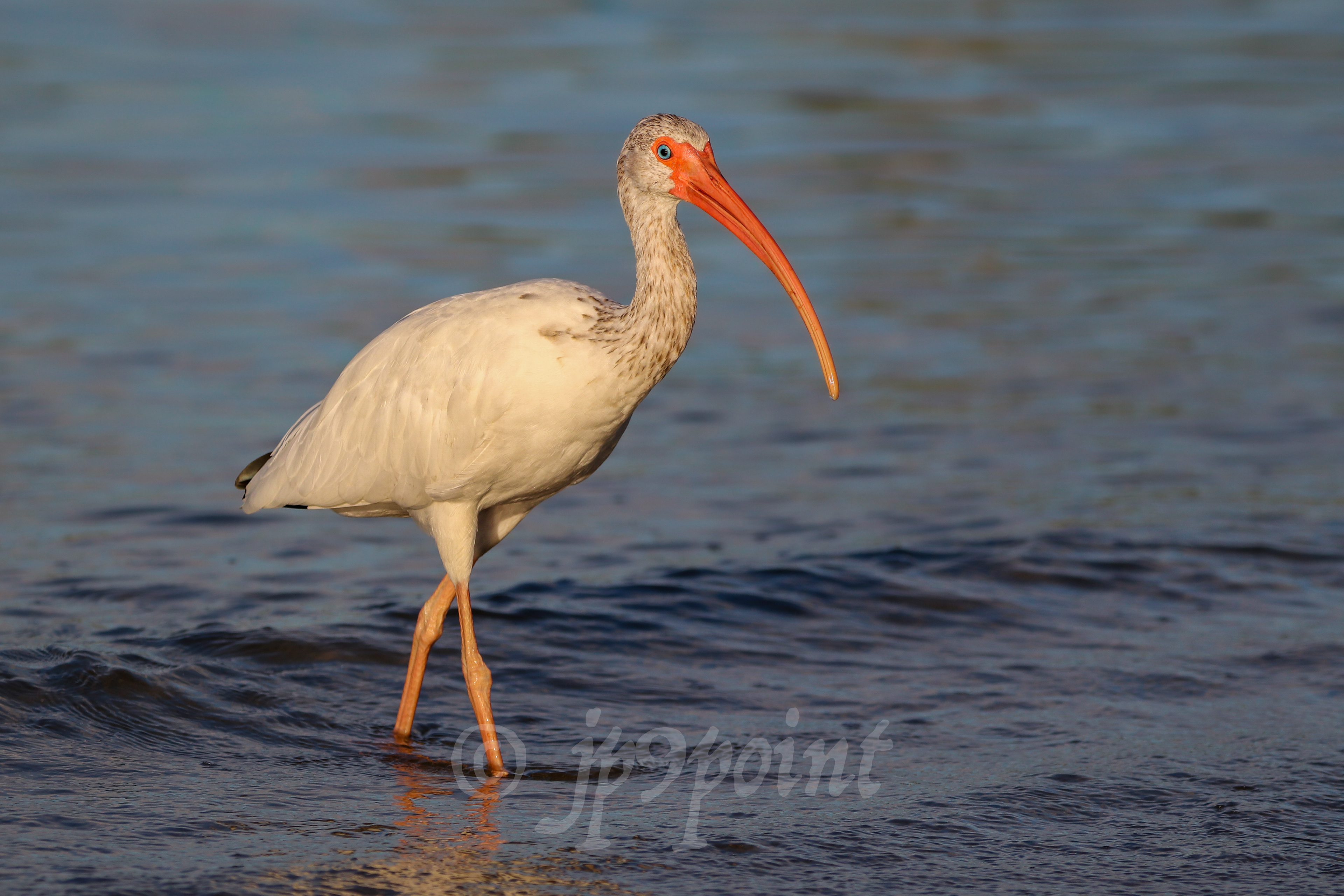 White Ibis takes a walk in the calm ocean water.