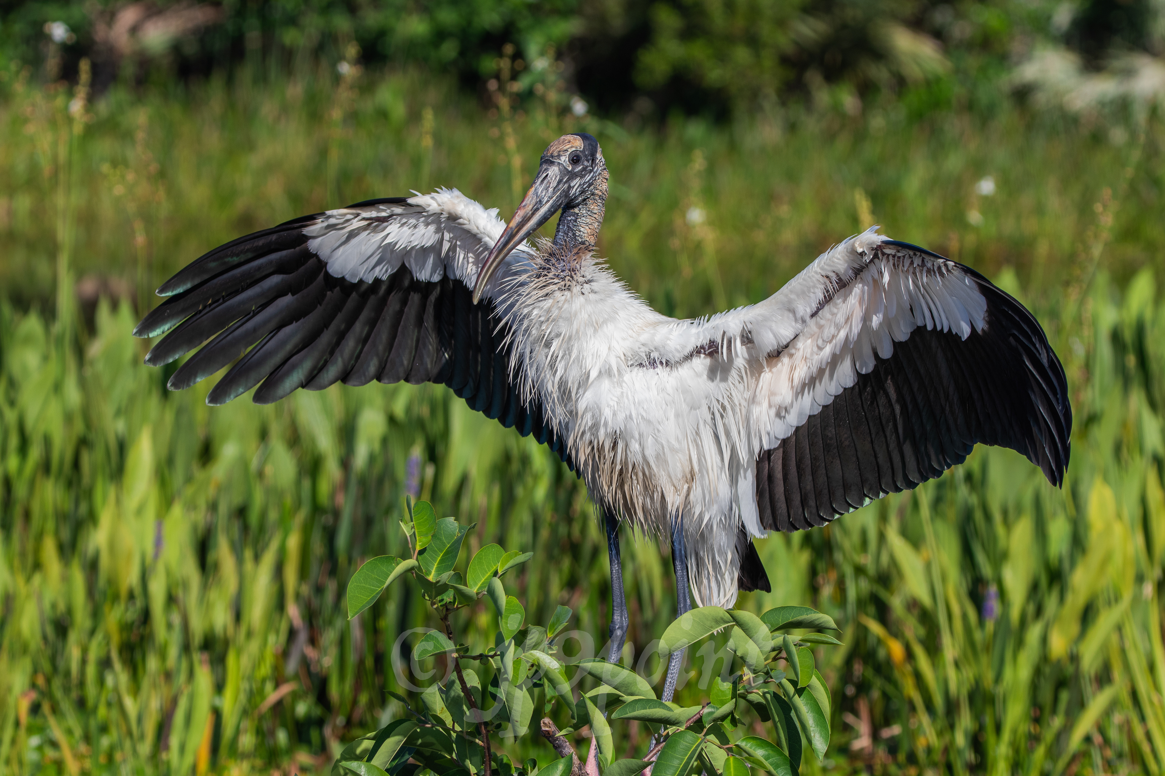 Wood Stork dries its wings off
