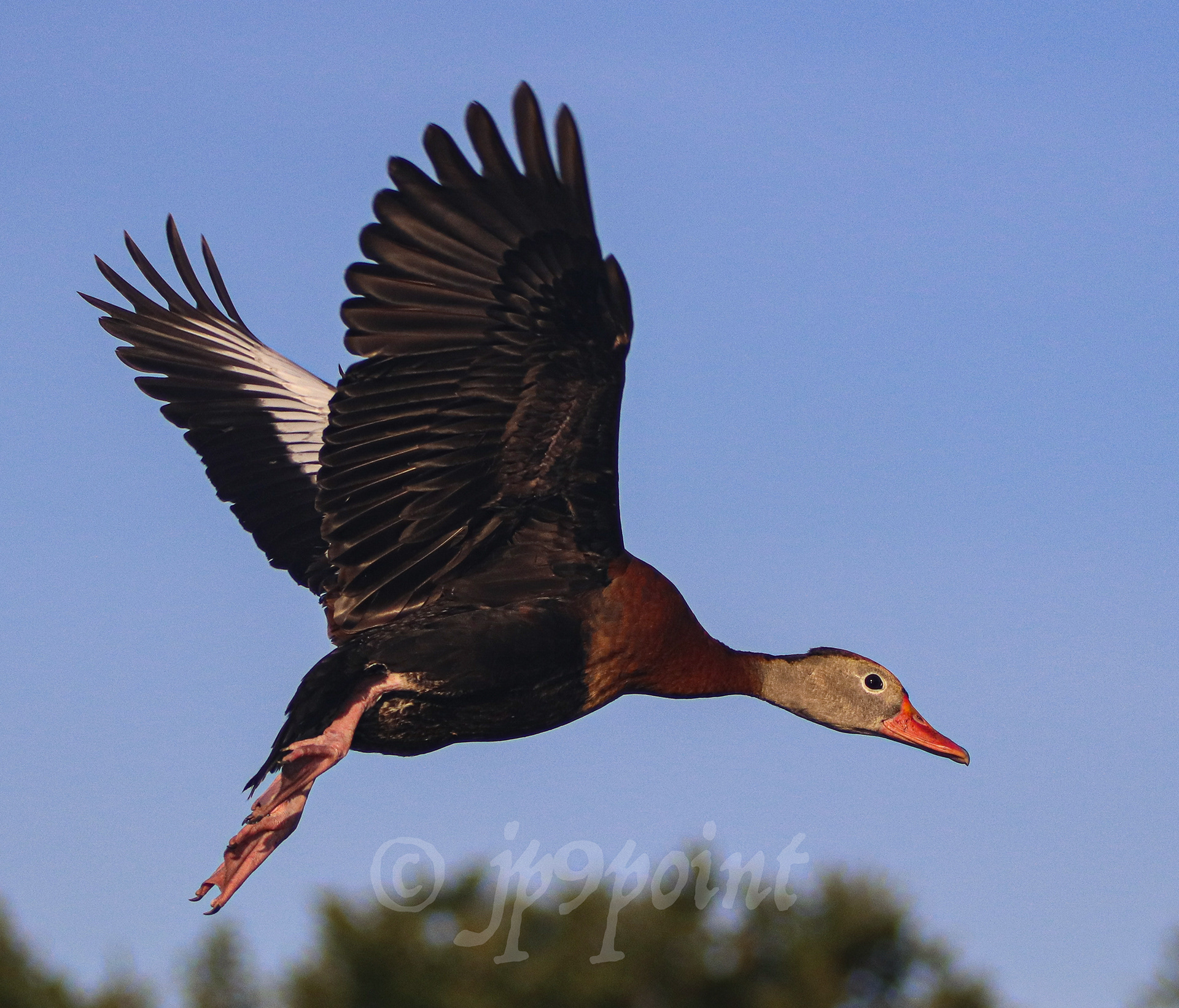 Black-bellied whistling duck in flight at Wakodahatchee Wetlands, Florida.