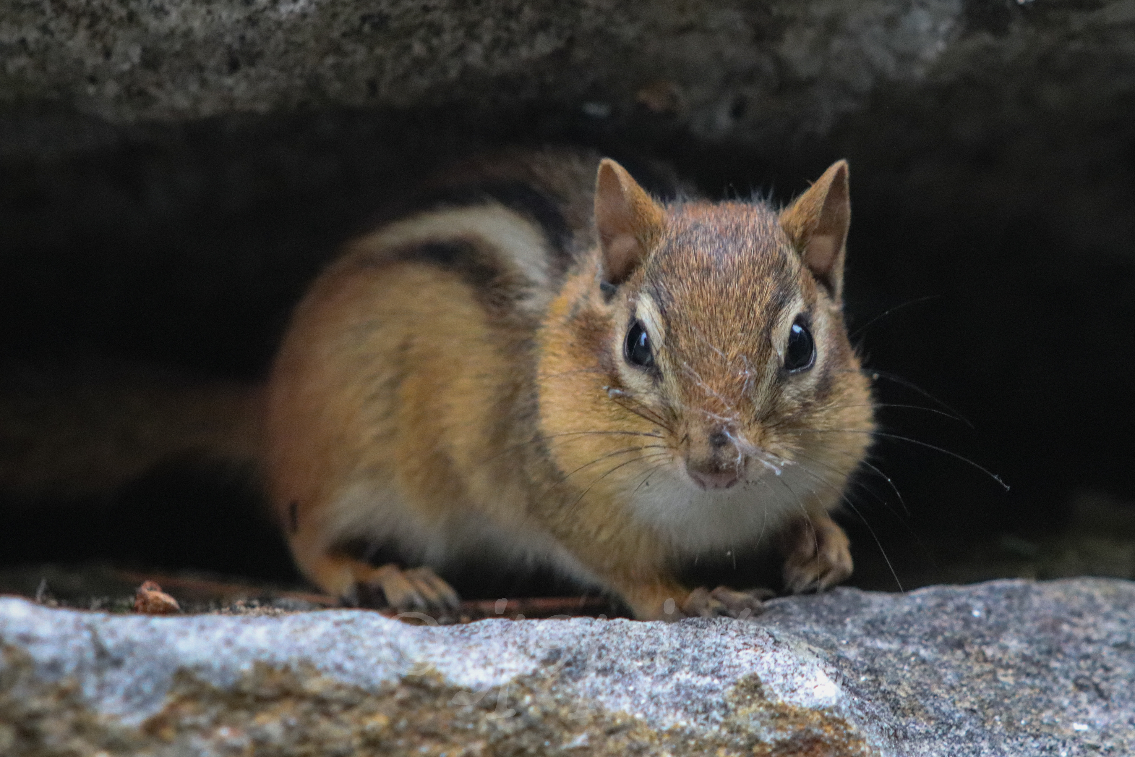 Chipmunk takes a peek from the rocks in Meredith, New Hampshire.