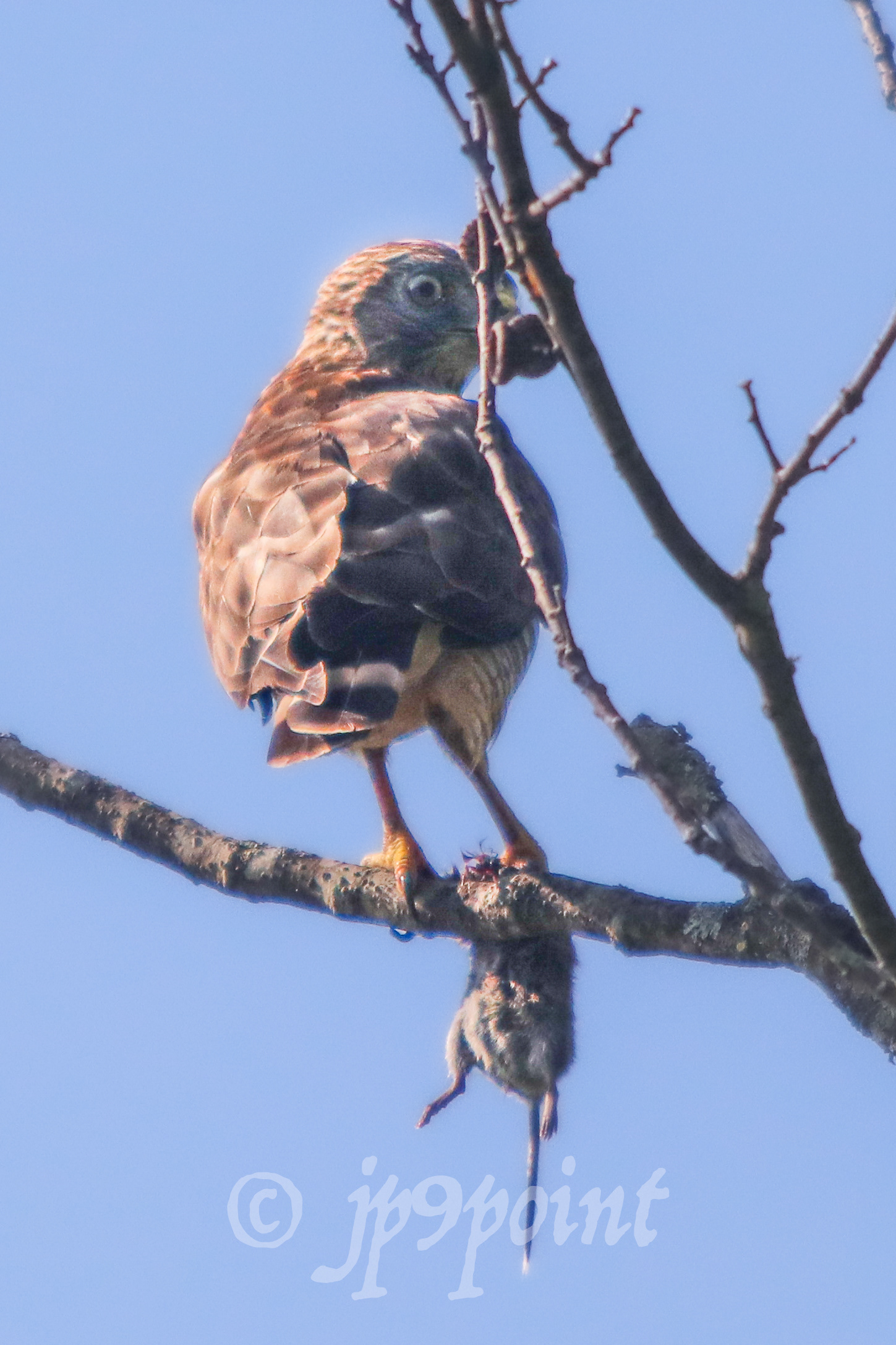 Hawk with a mouse in its talon in Alton, New Hampshire.