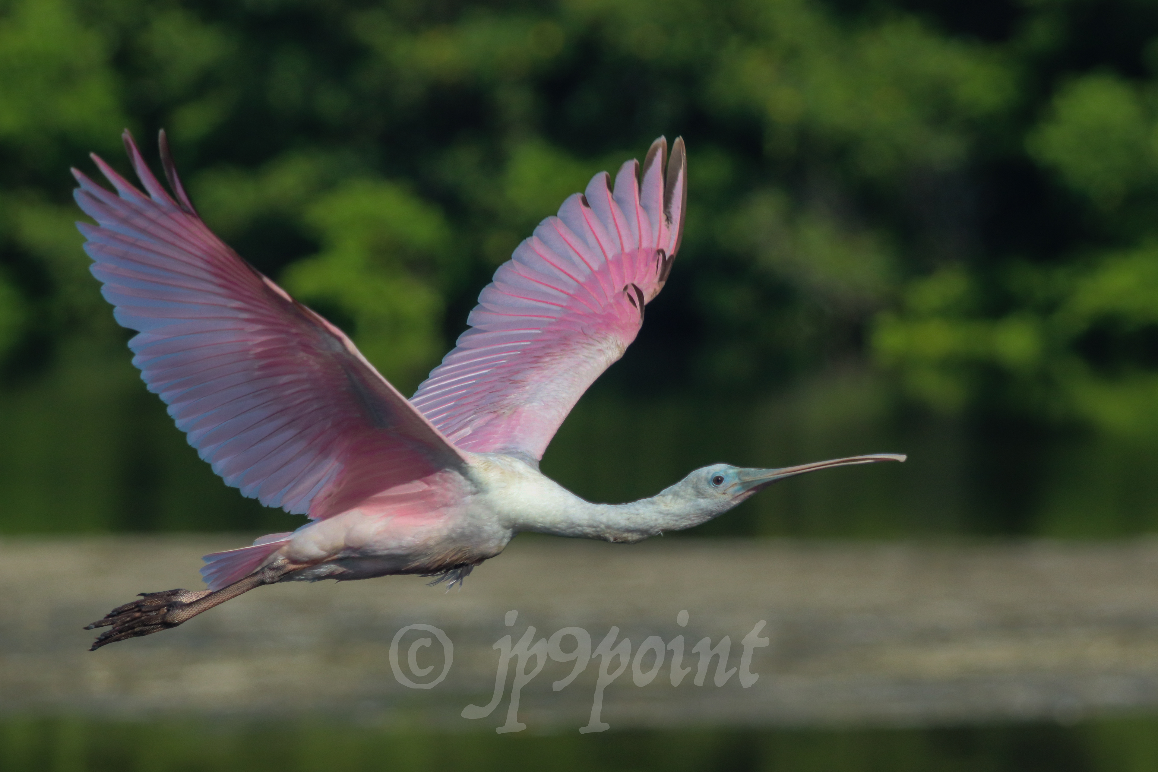 Spoonbill in flight over Sanibel Island, FL