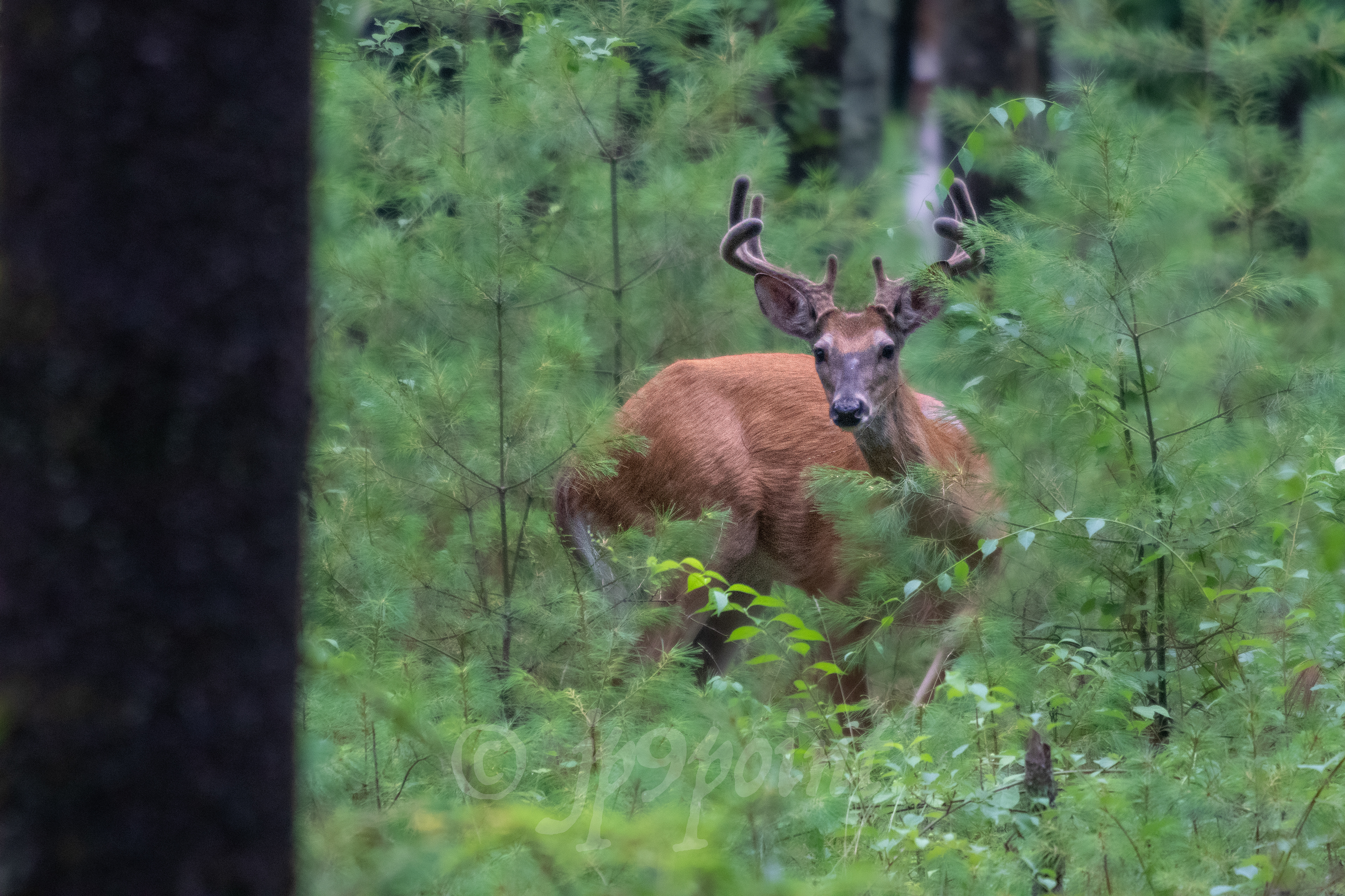 Buck on high alert in New Hampshire's Woods.