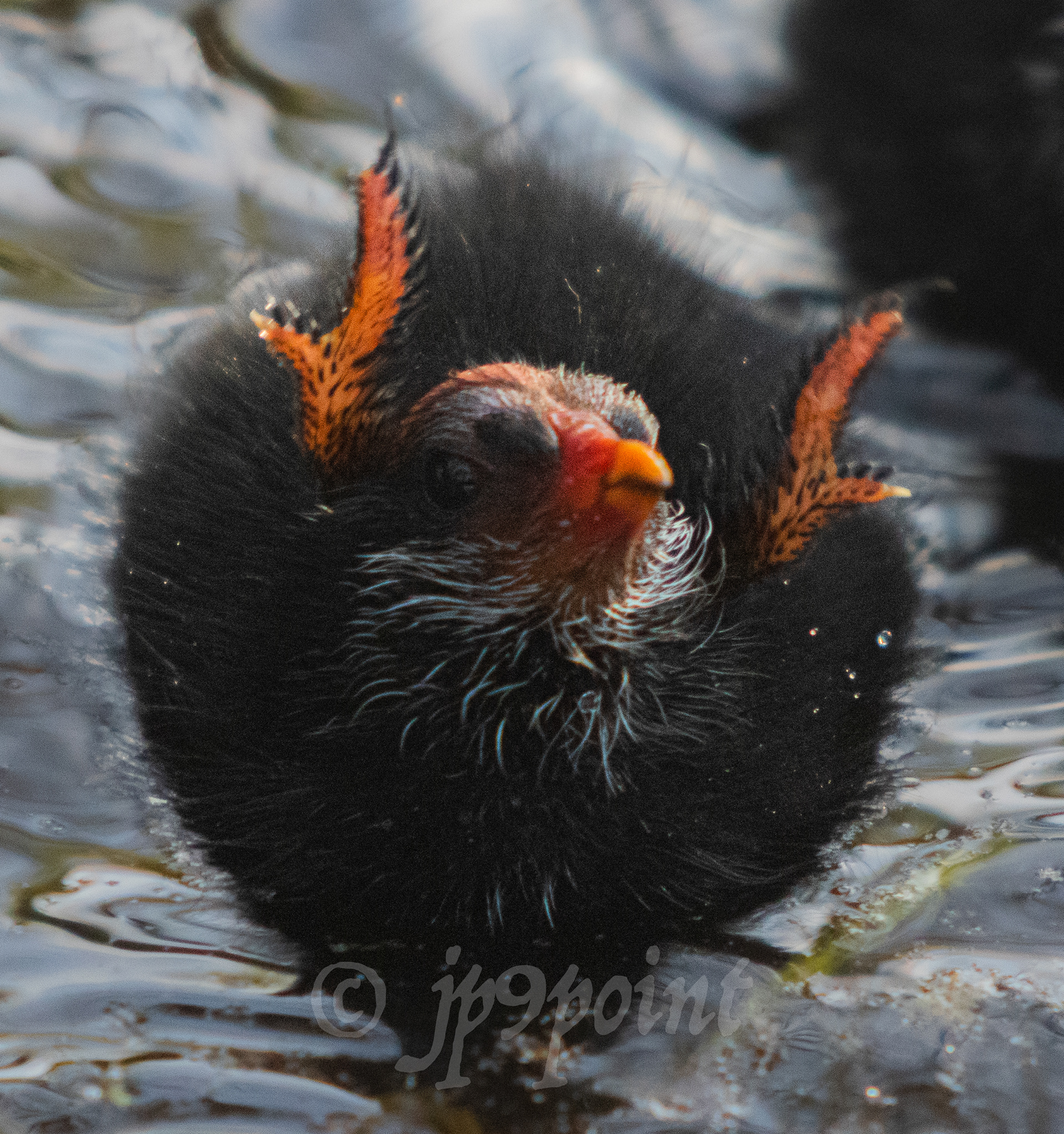 Baby Gallinule waiving its little hands at Wakodahatchee Wetlands, Florida.