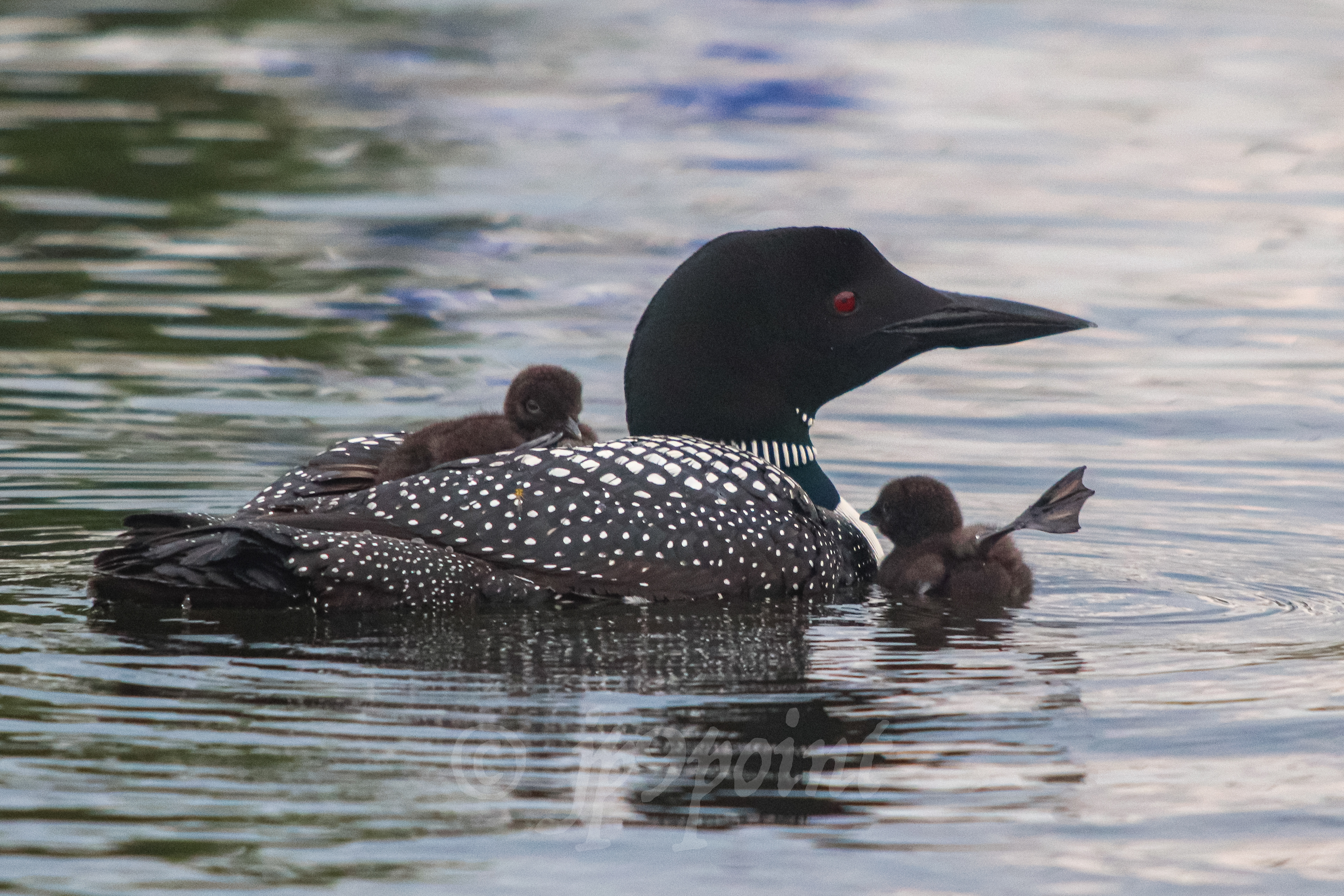 Baby Loon hops off its mothers back for its first swim in Lake Winnipesaukee, New Hampshire.