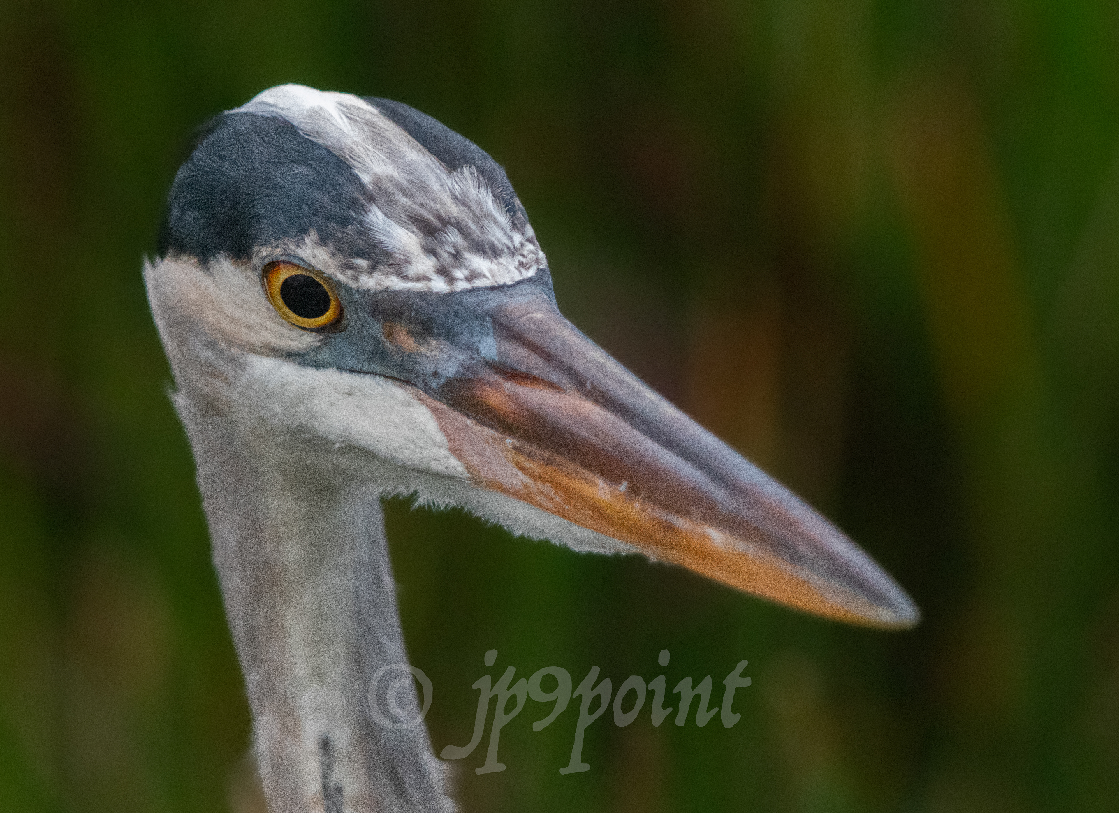 Great Blue Heron portrait taken at Wakodahatchee Wetlands, Florida. (3)