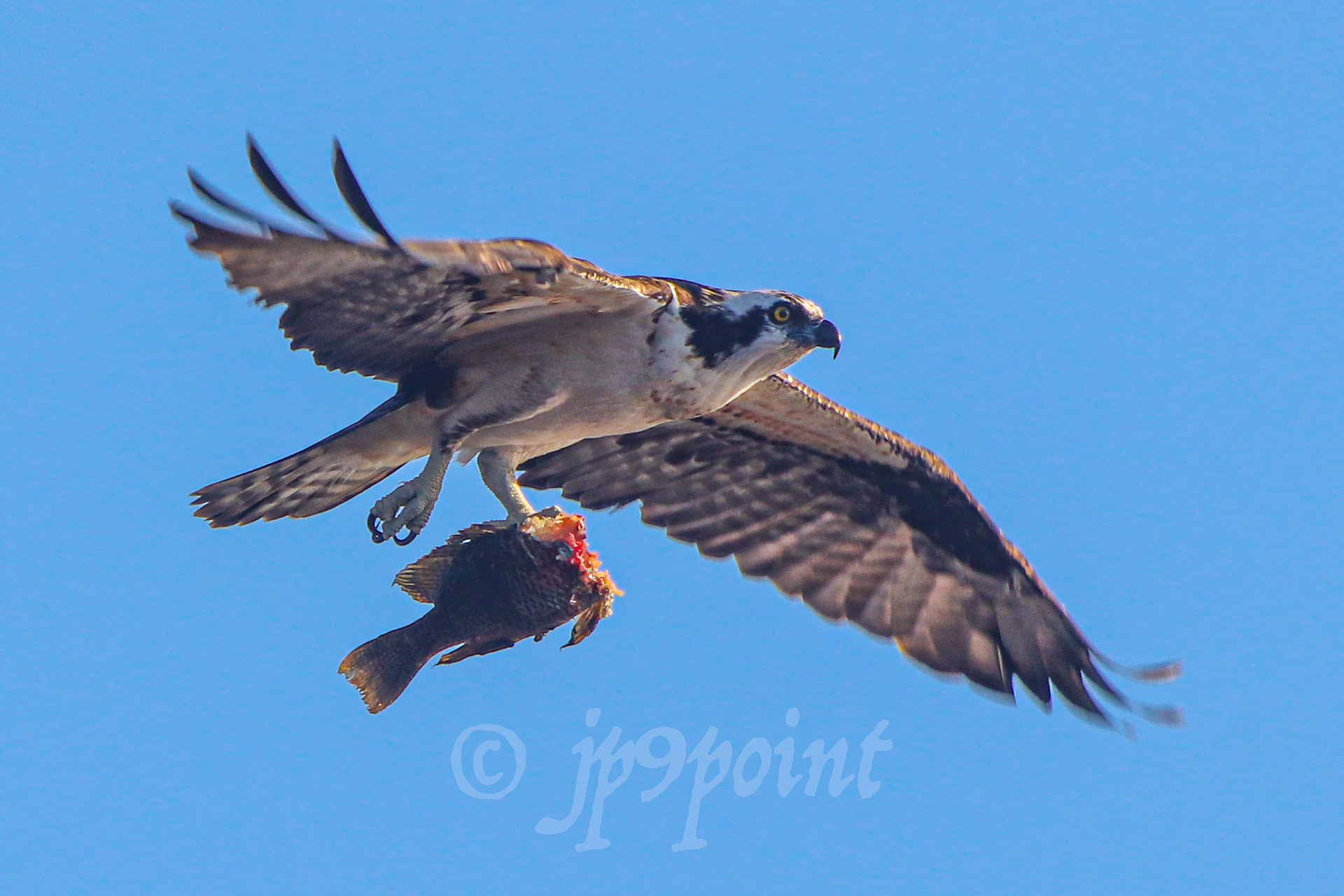 Osprey in flight with half of a fish at Wakodahatchee Wetlands, Florida.